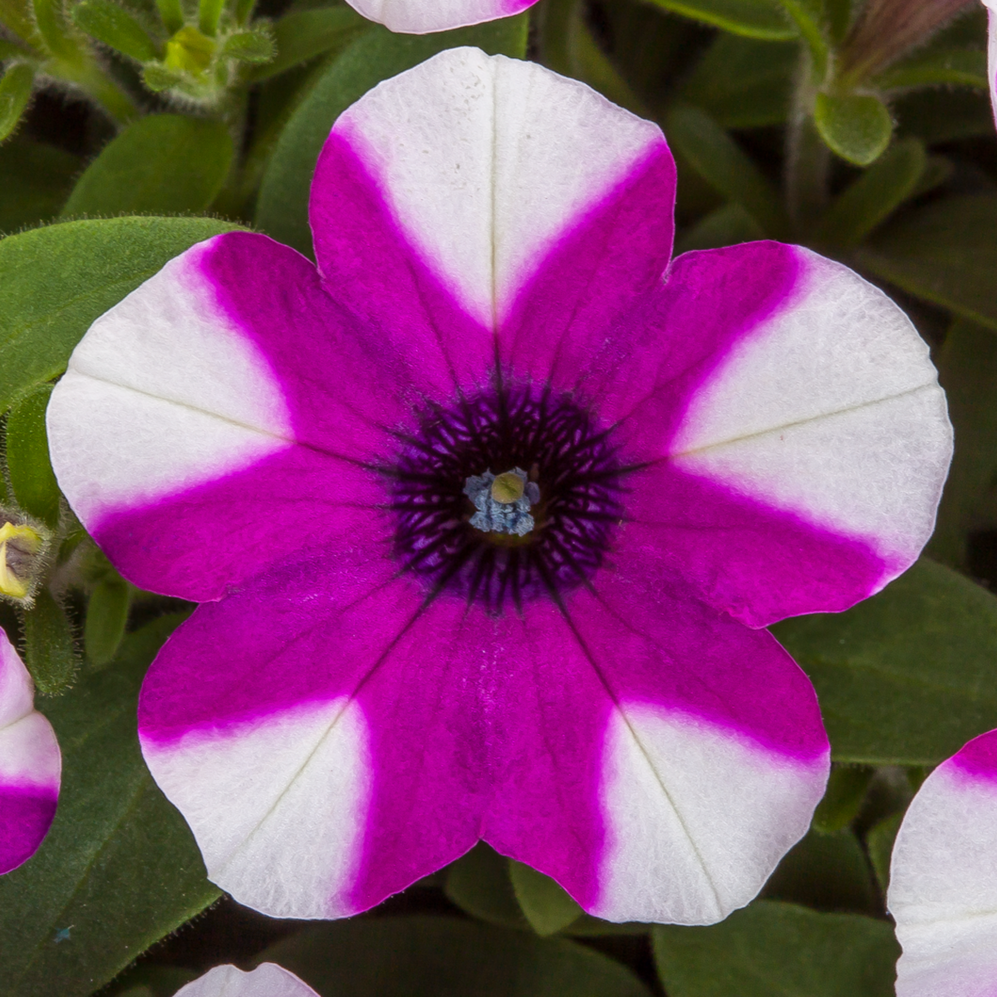 Shortcake Blueberry