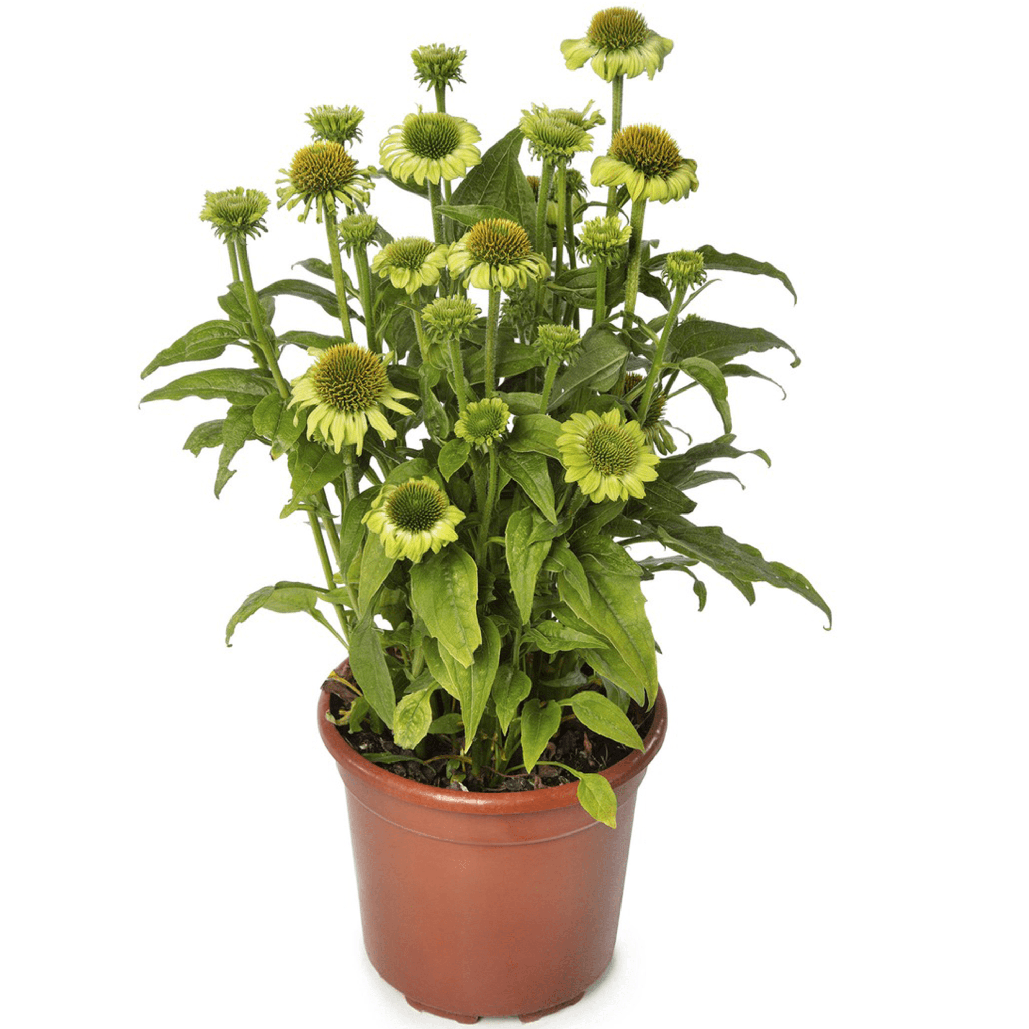 Prairie Blaze Green