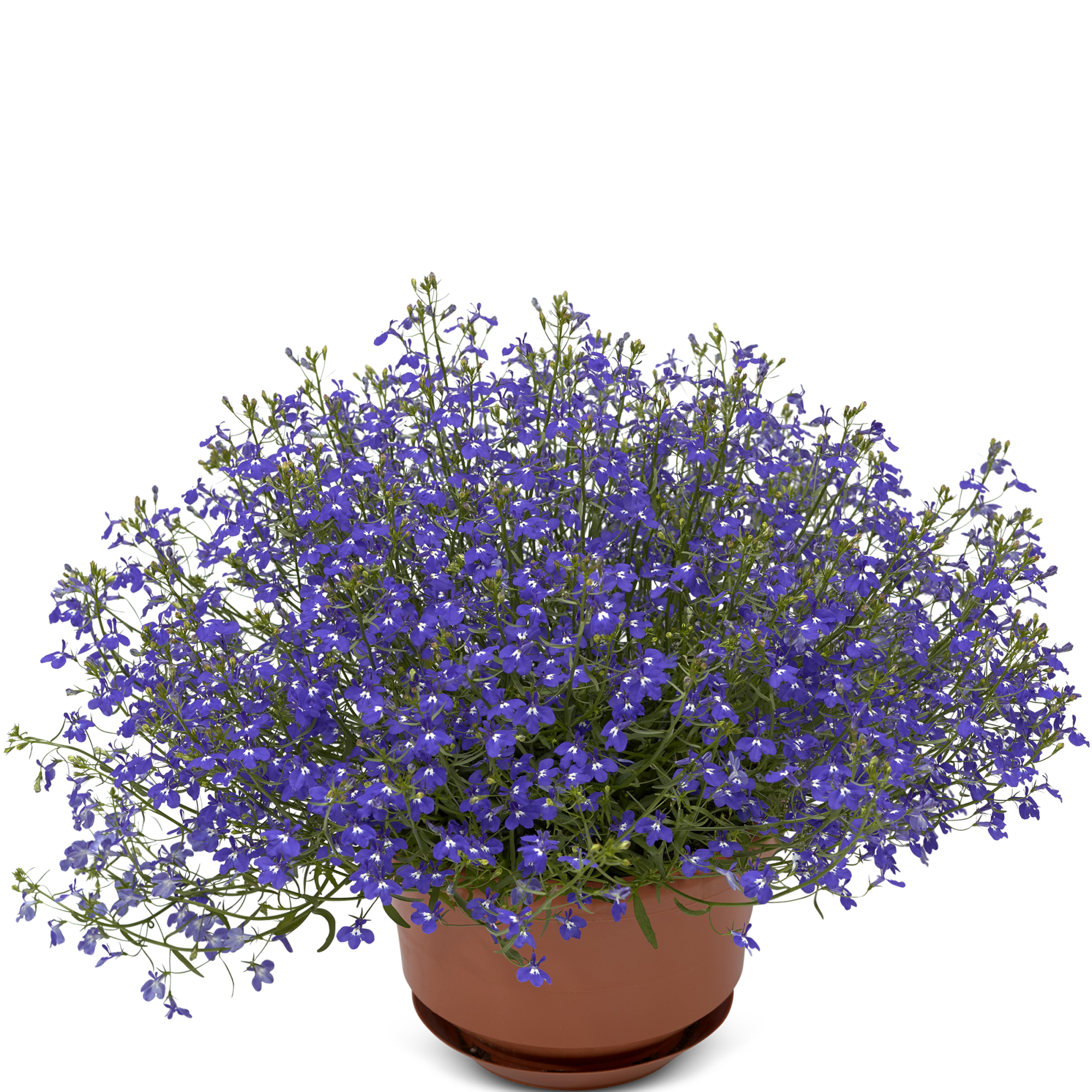 Techno® Up Cobalt Blue