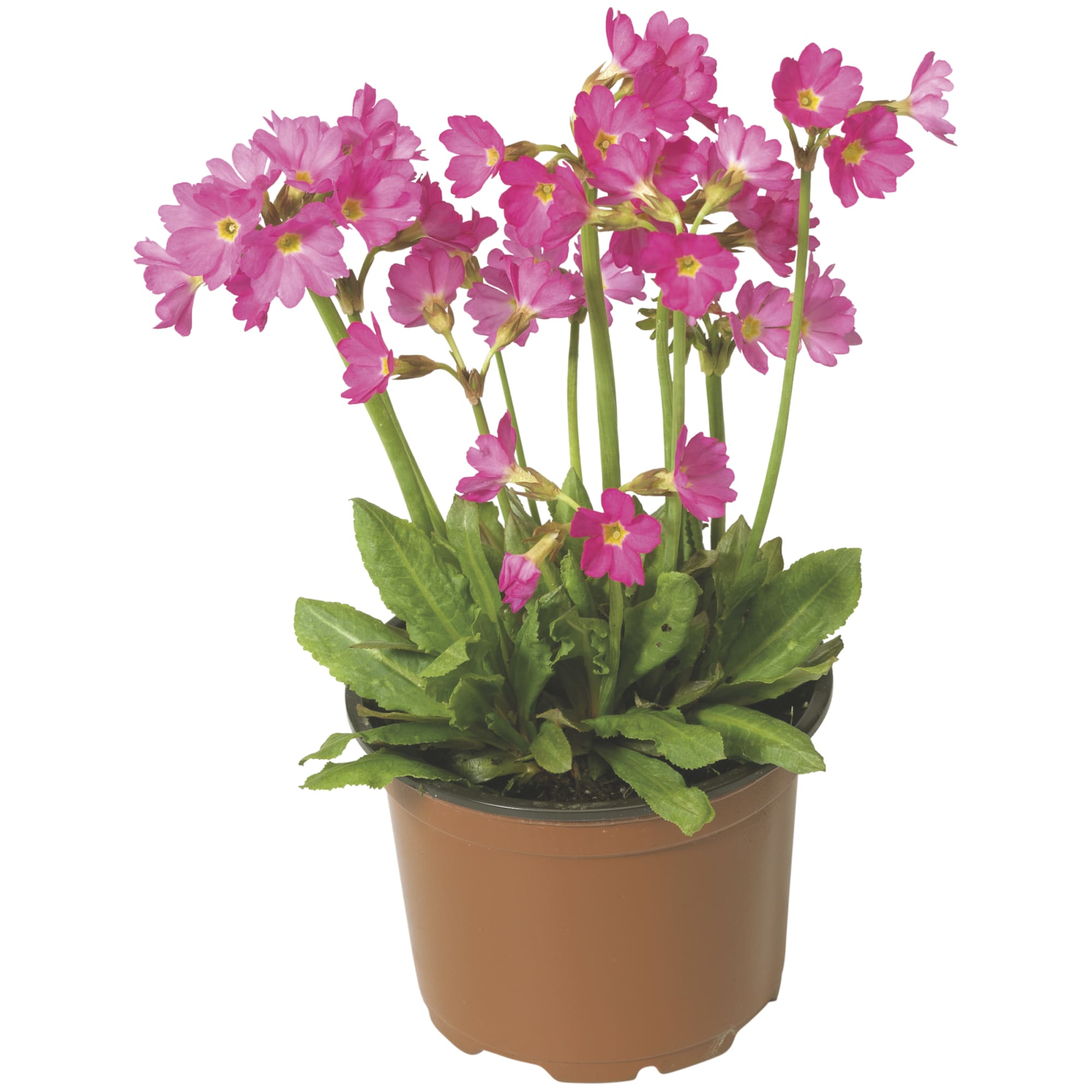 70003979-flower.jpg