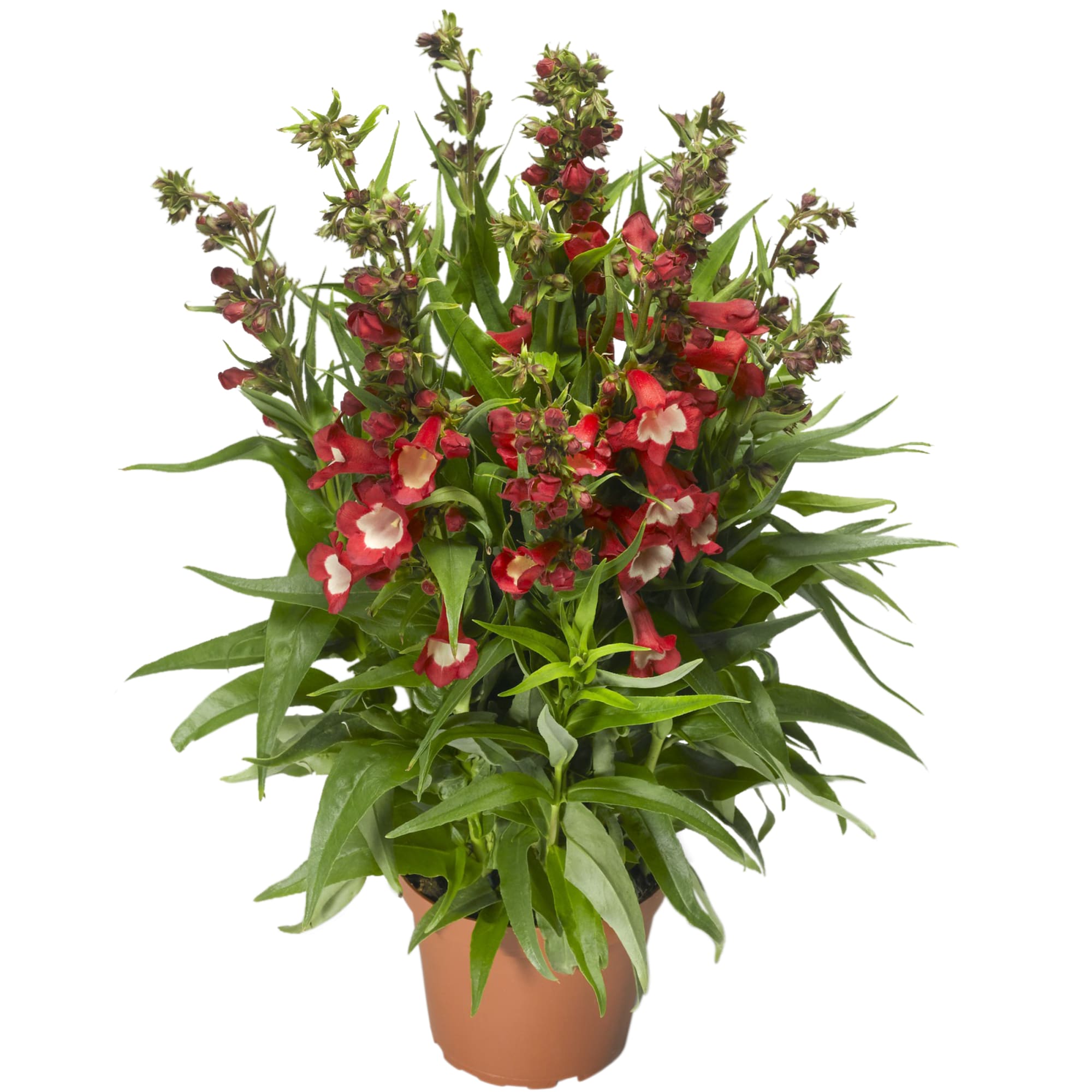 Partybells Red
