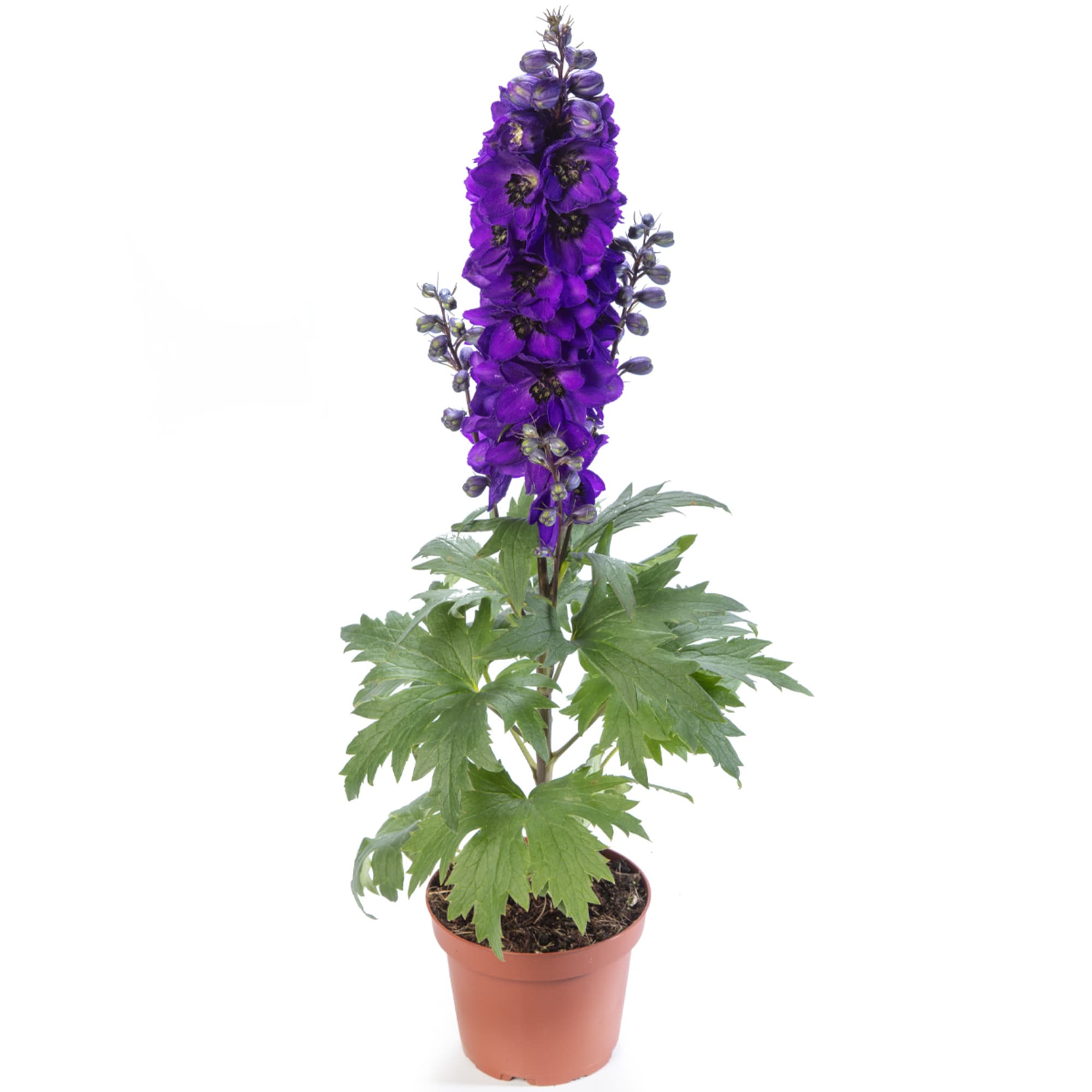 Excalibur Dark Blue Black Bee