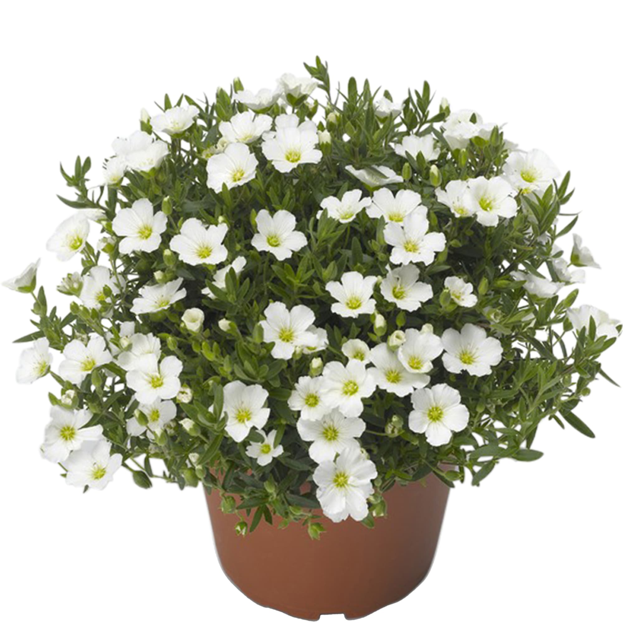 Summer White Compact