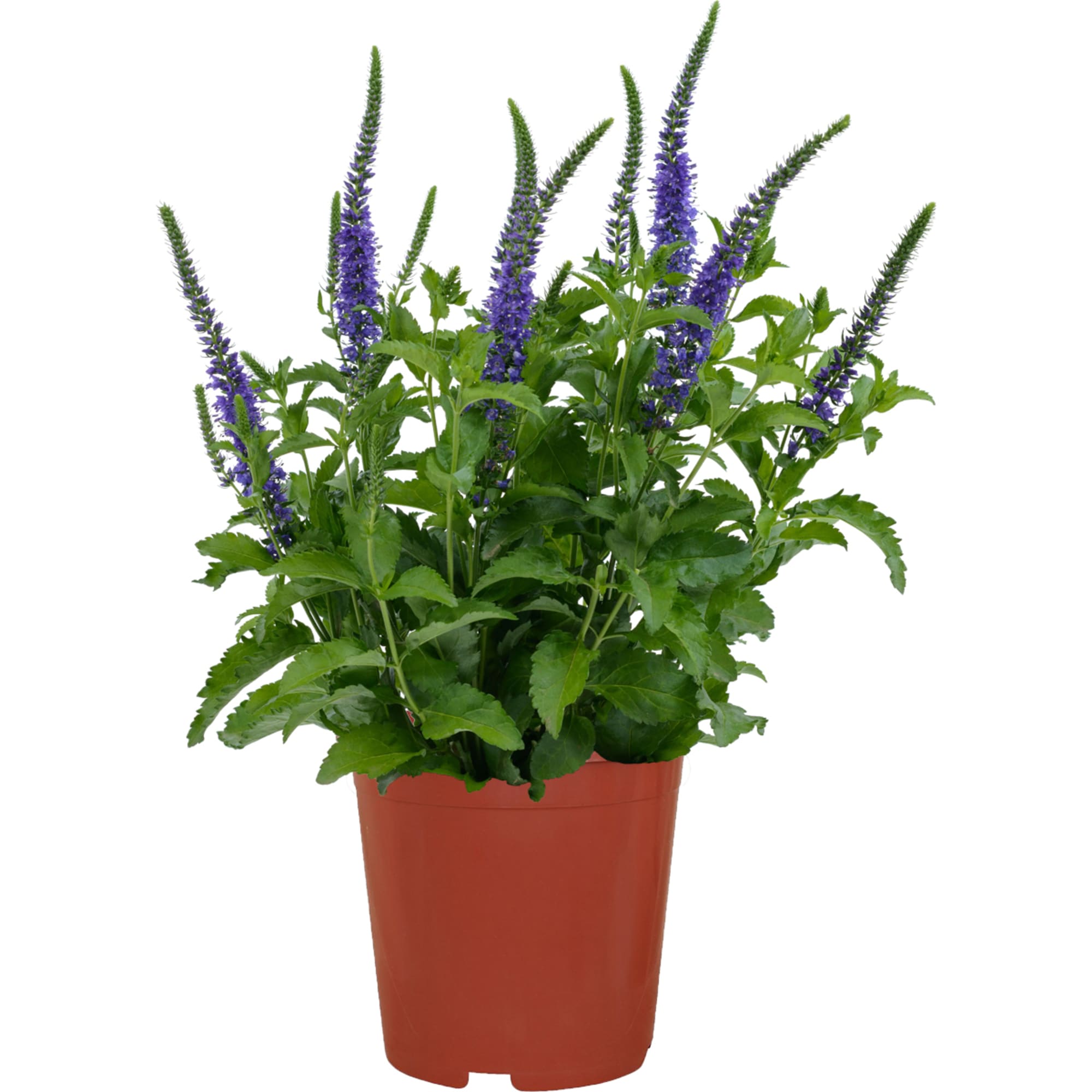 Ronica Blue