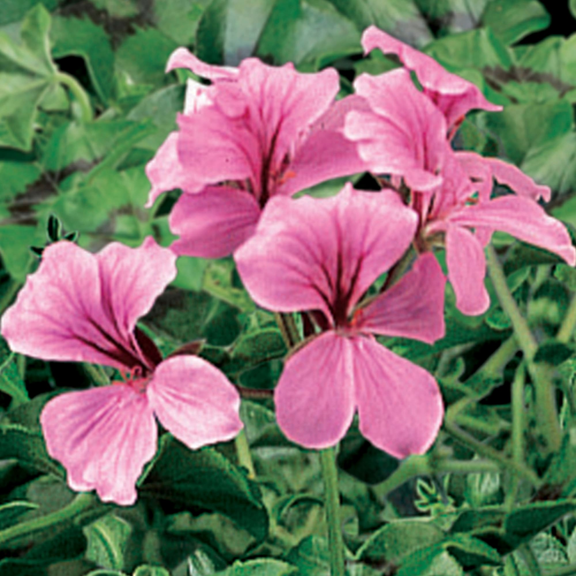 Tornado Pink