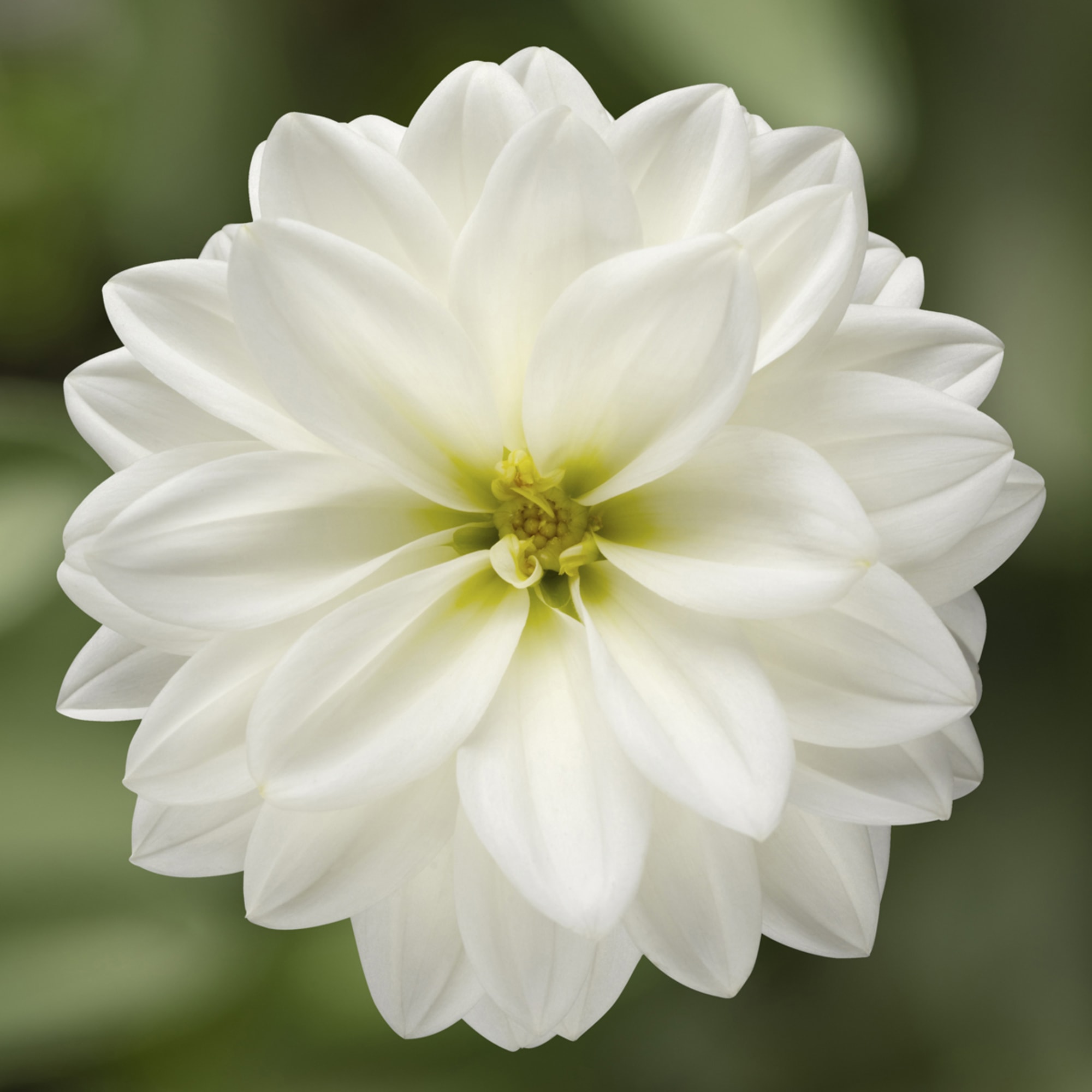 Midalio White