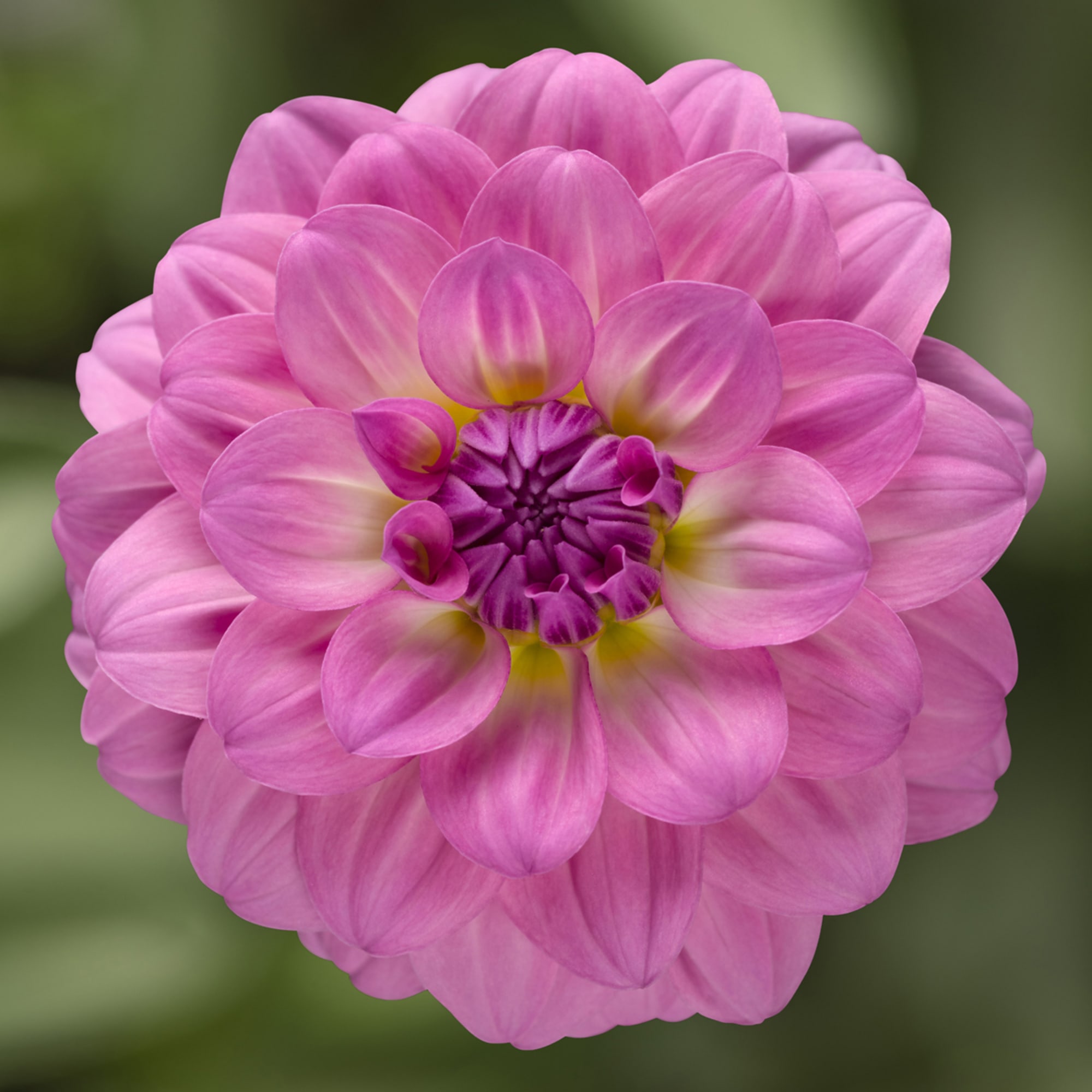 Midalio Pink