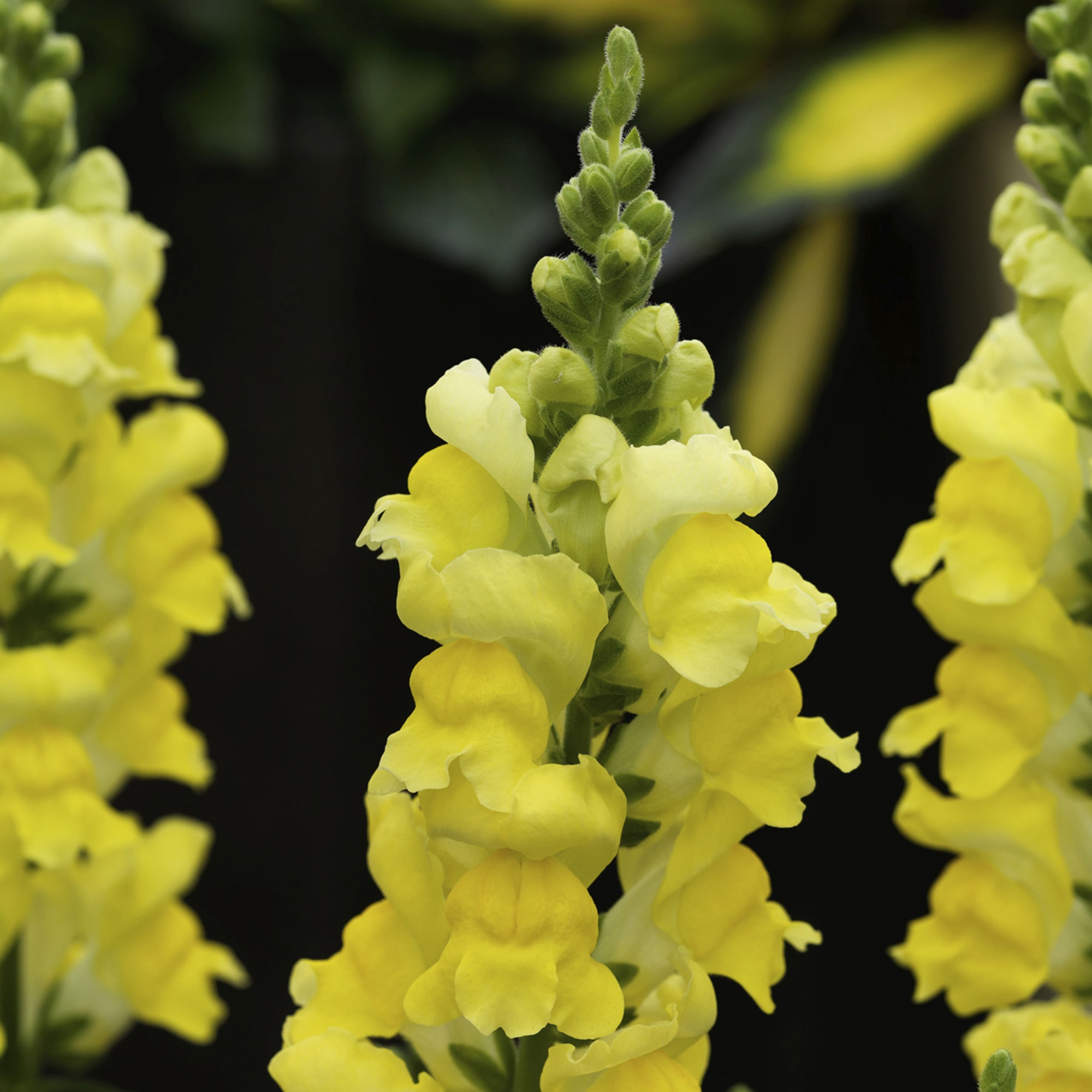 Sonnet Yellow