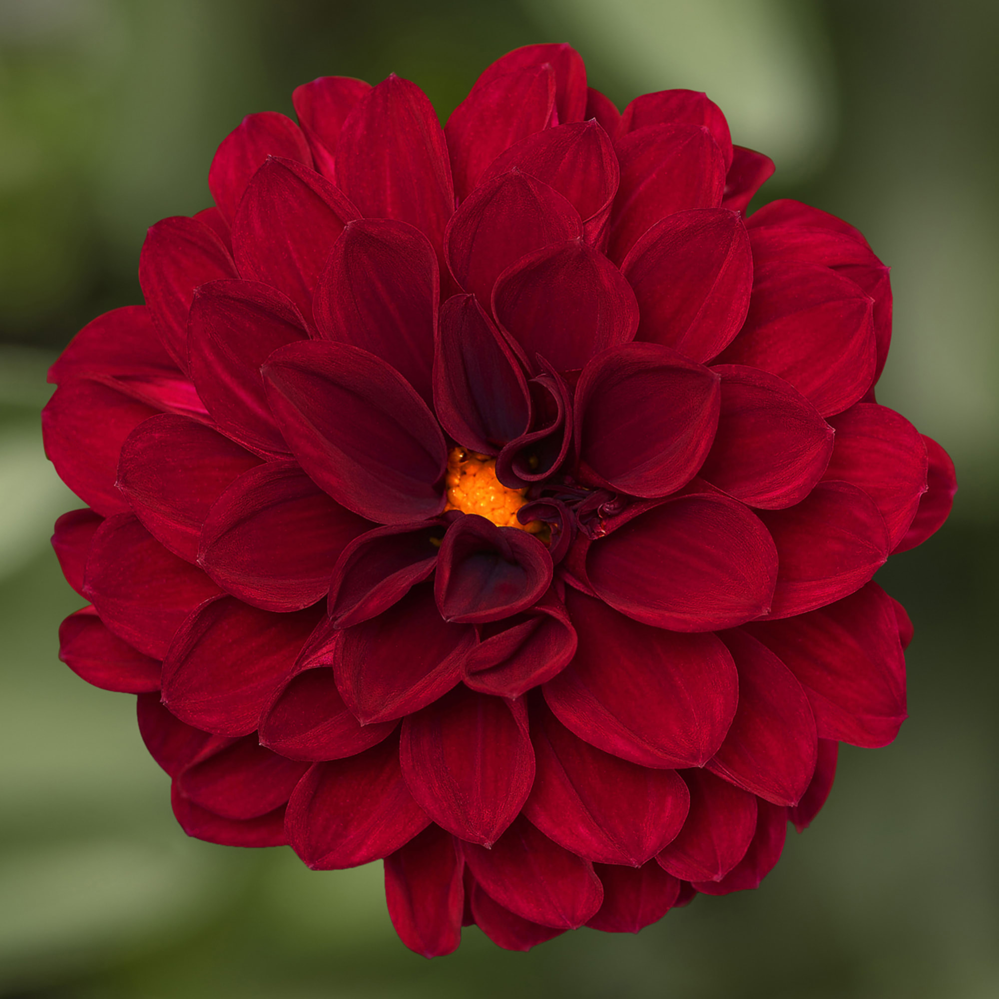 Midalio Burgundy