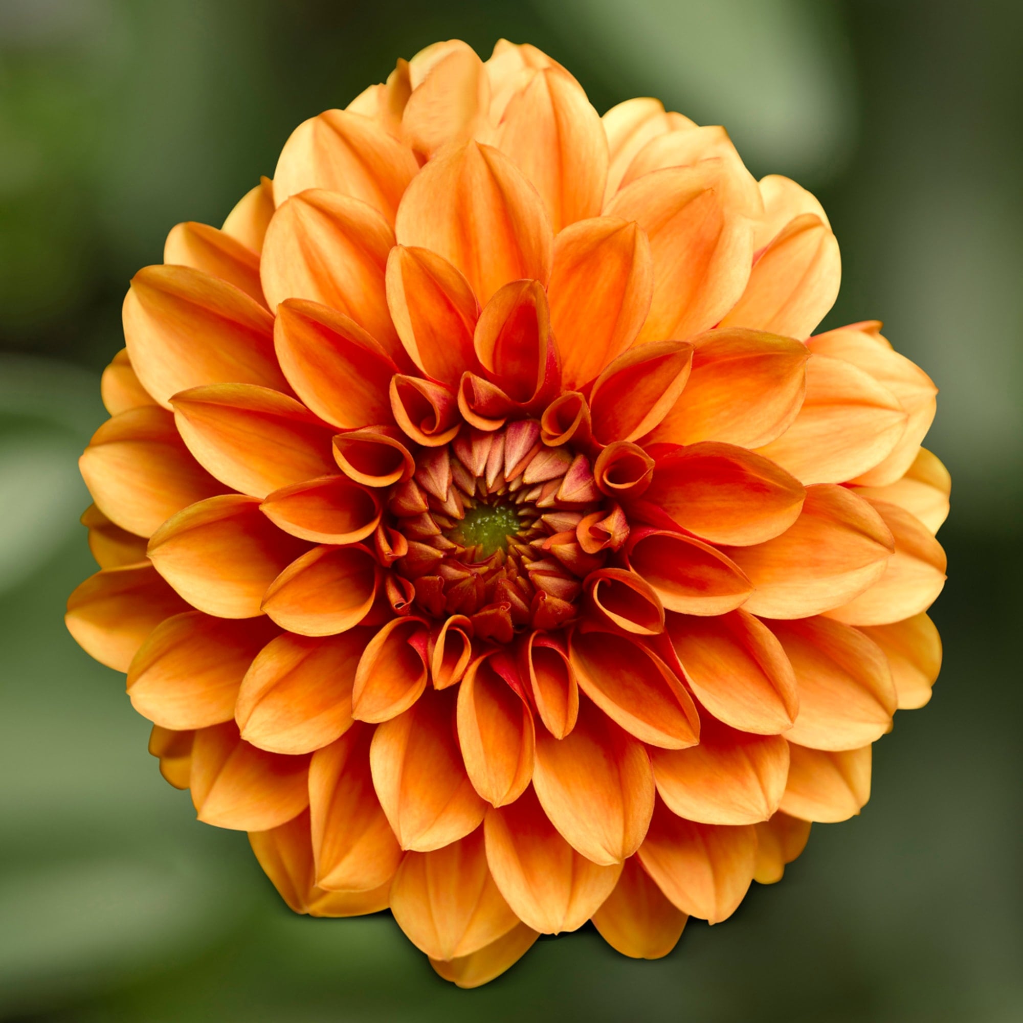 Midalio Orange