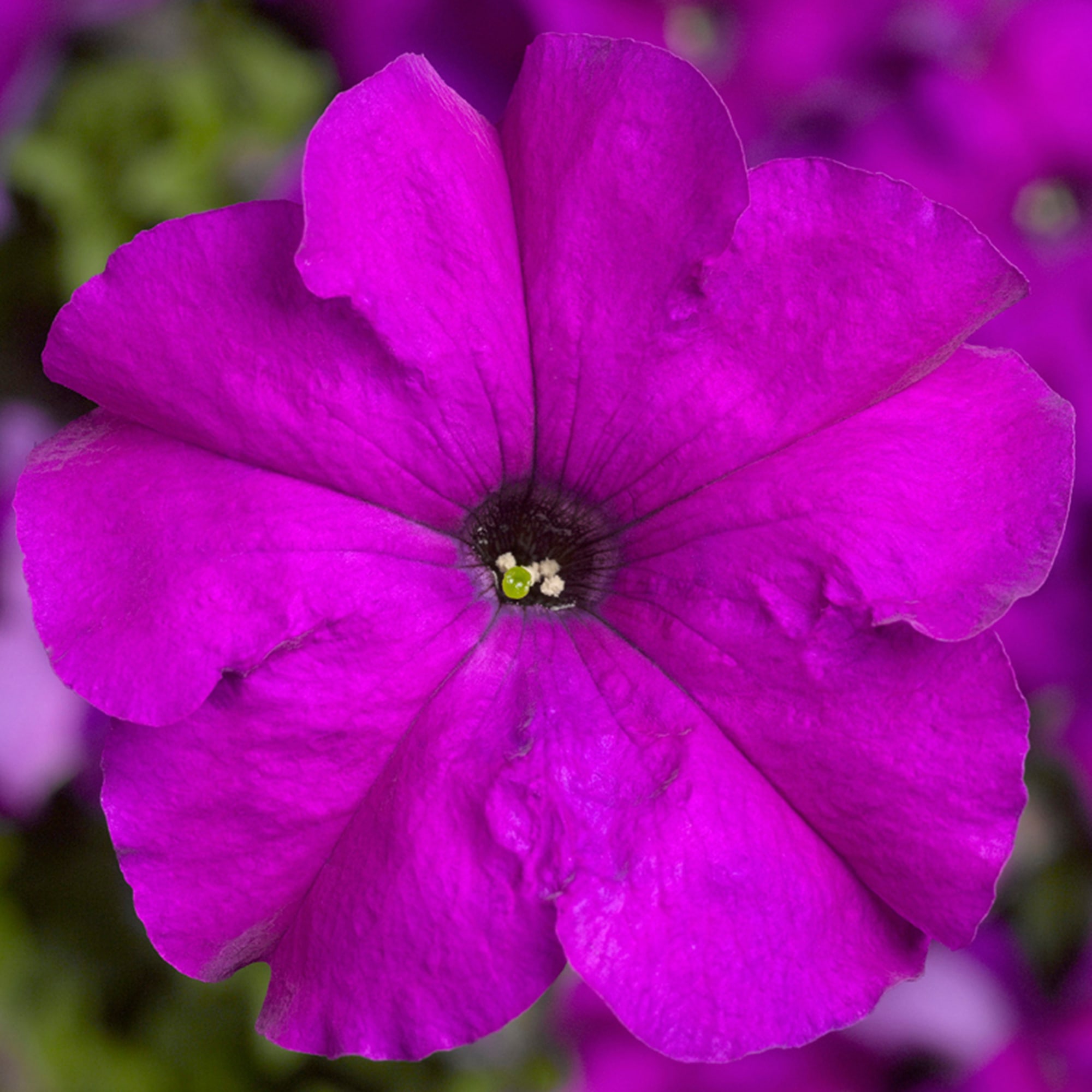Tritunia violet syngenta flowers