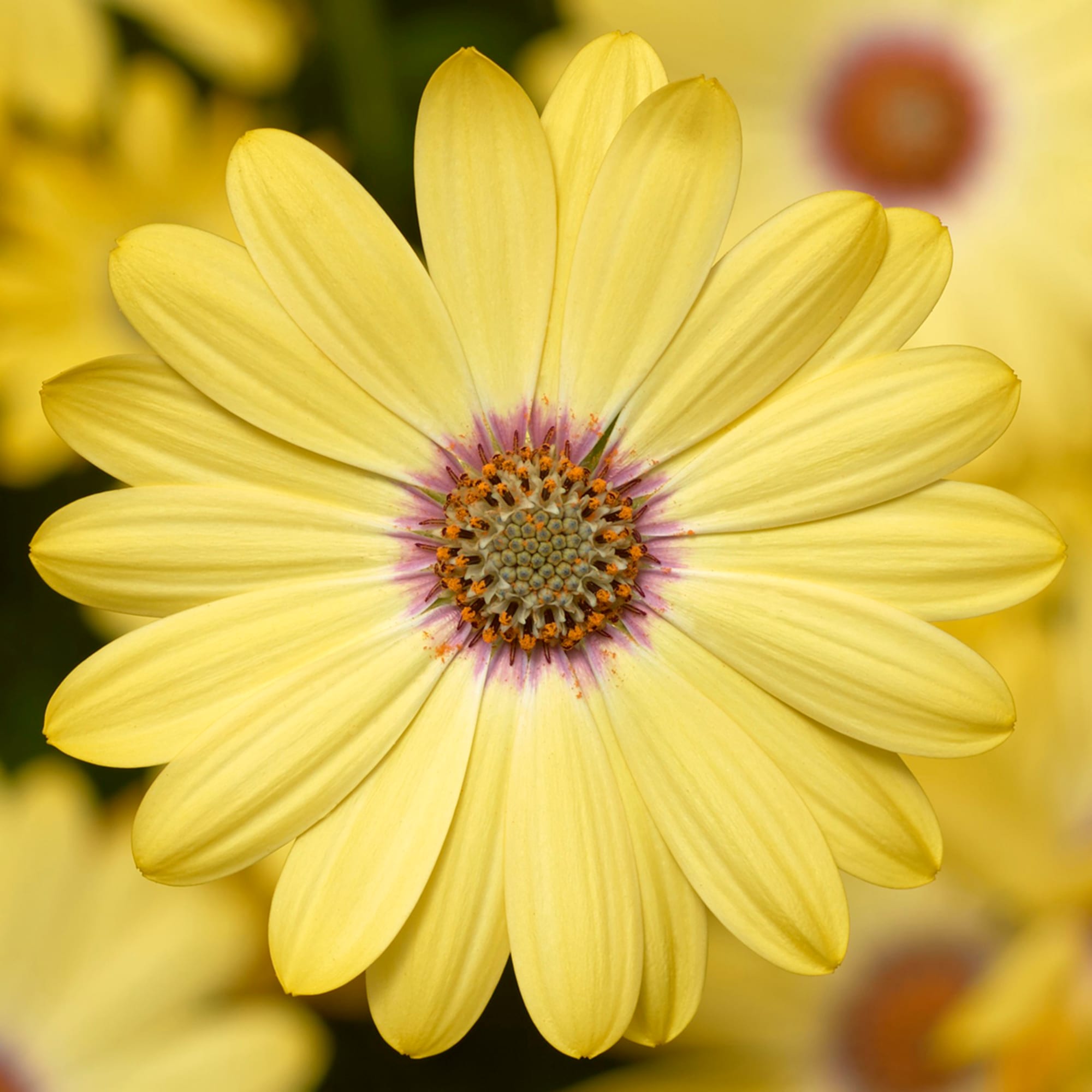 Tradewinds® Yellow Bicolor