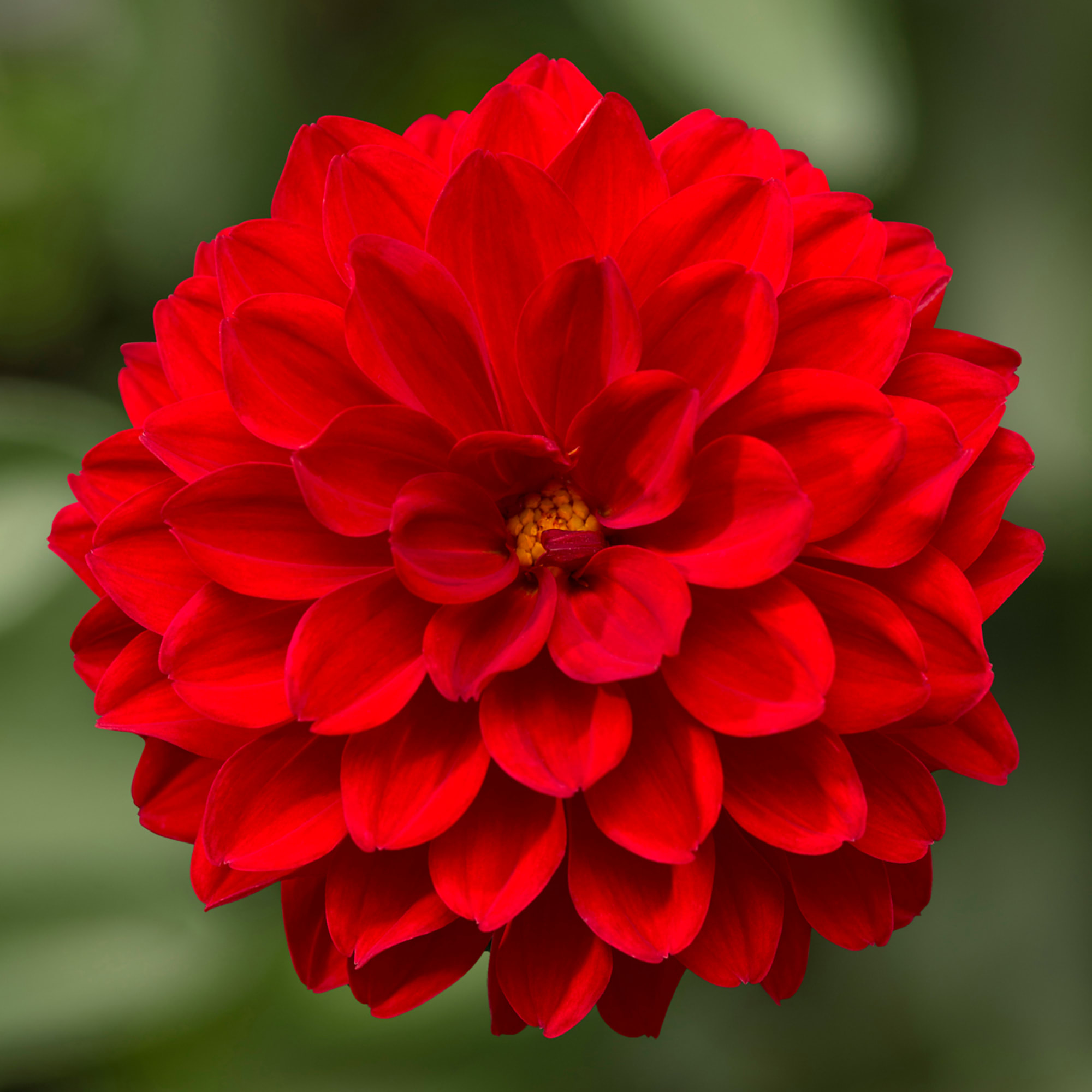 Midalio Scarlet