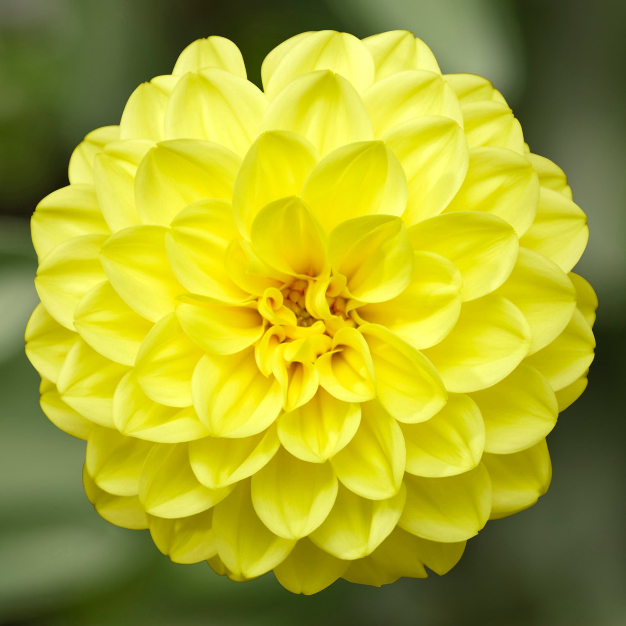 Midalio Yellow