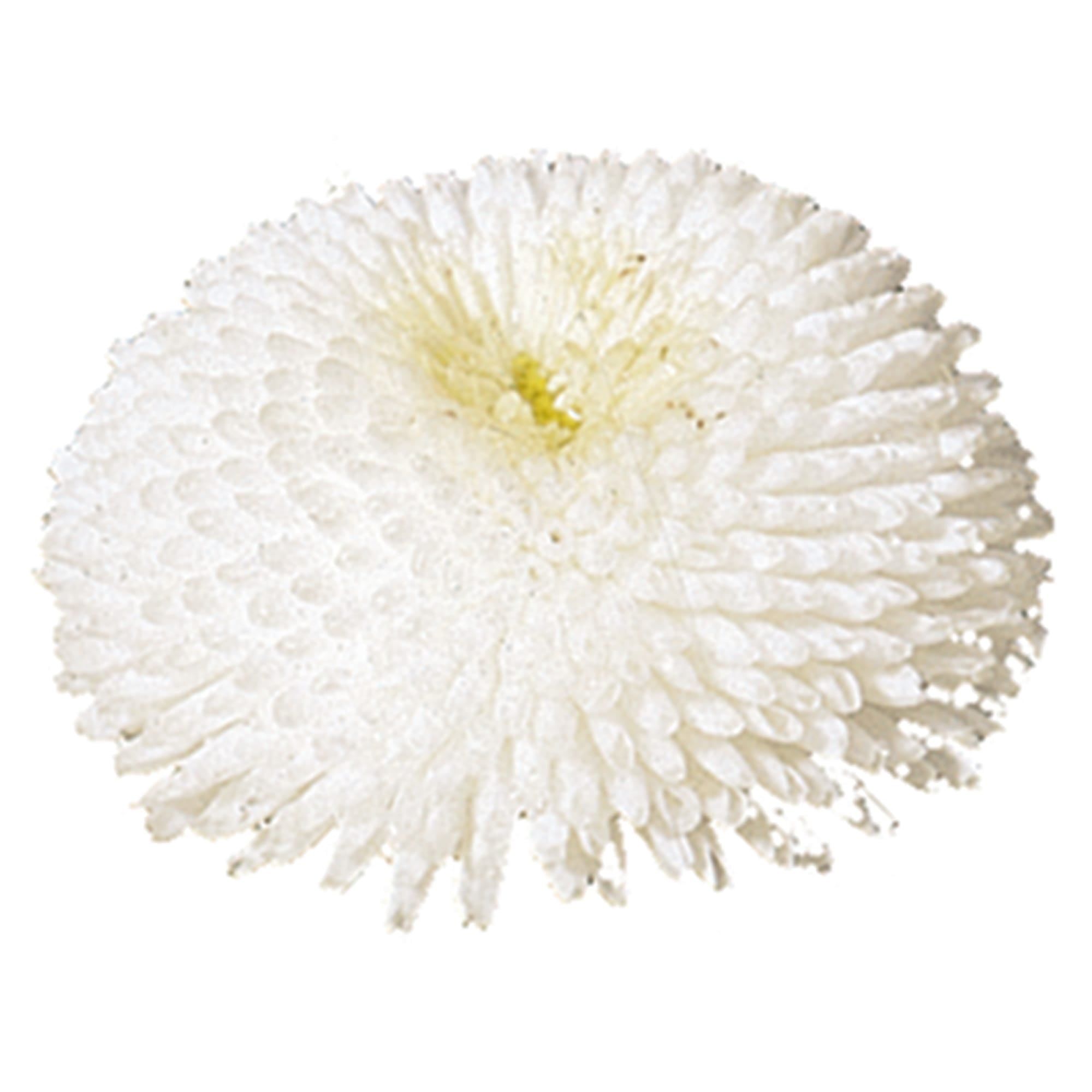 Planet White