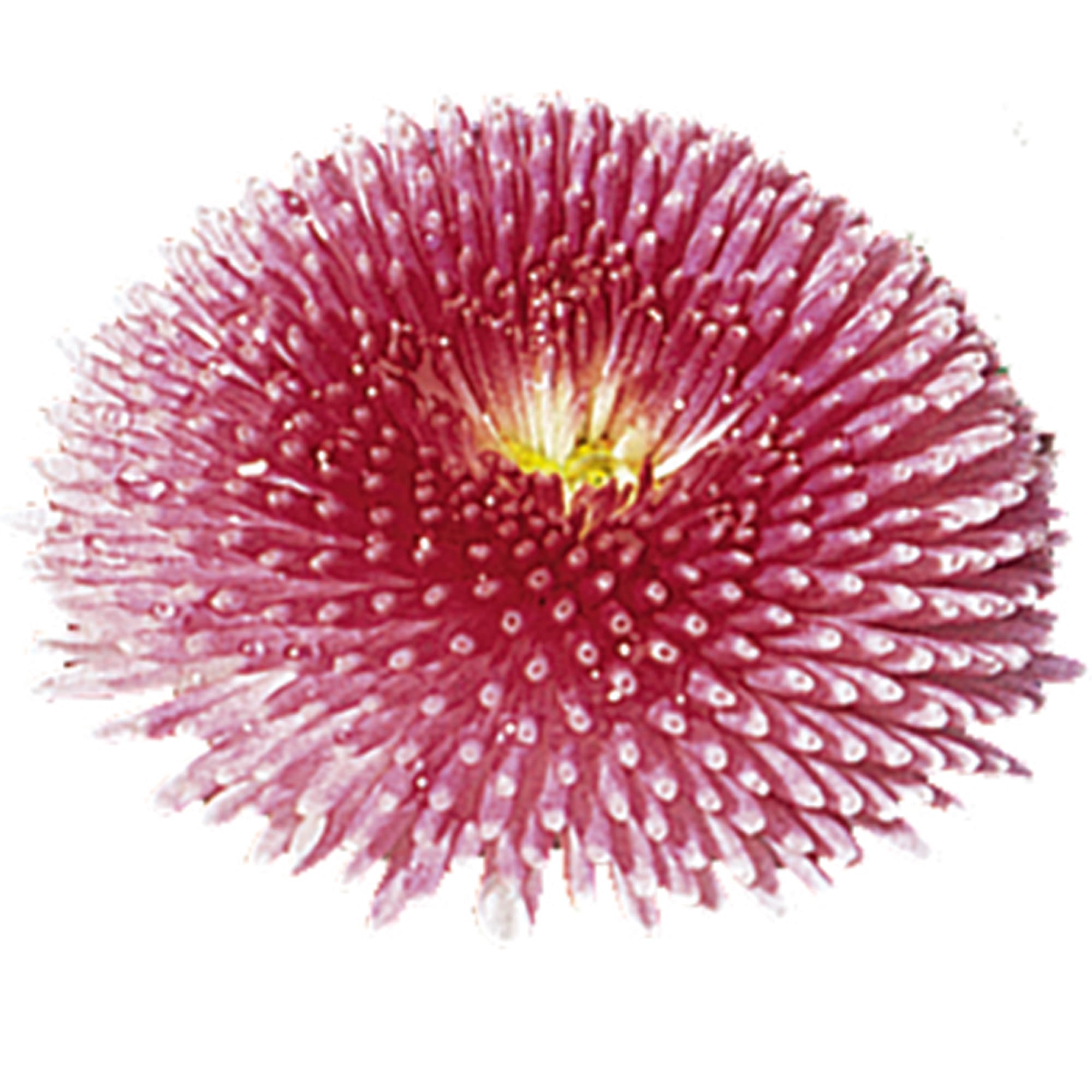 Planet Rose