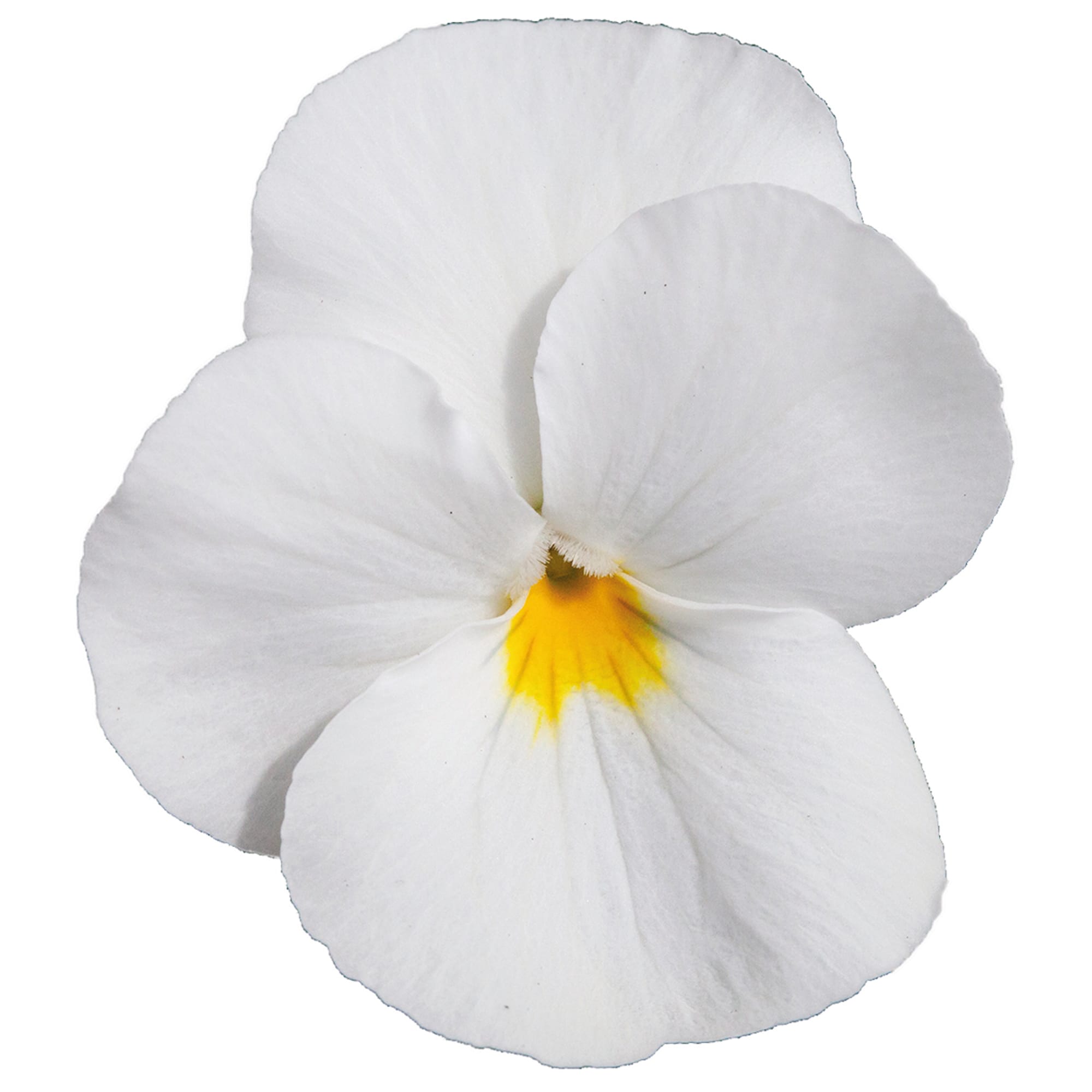 Freefall White