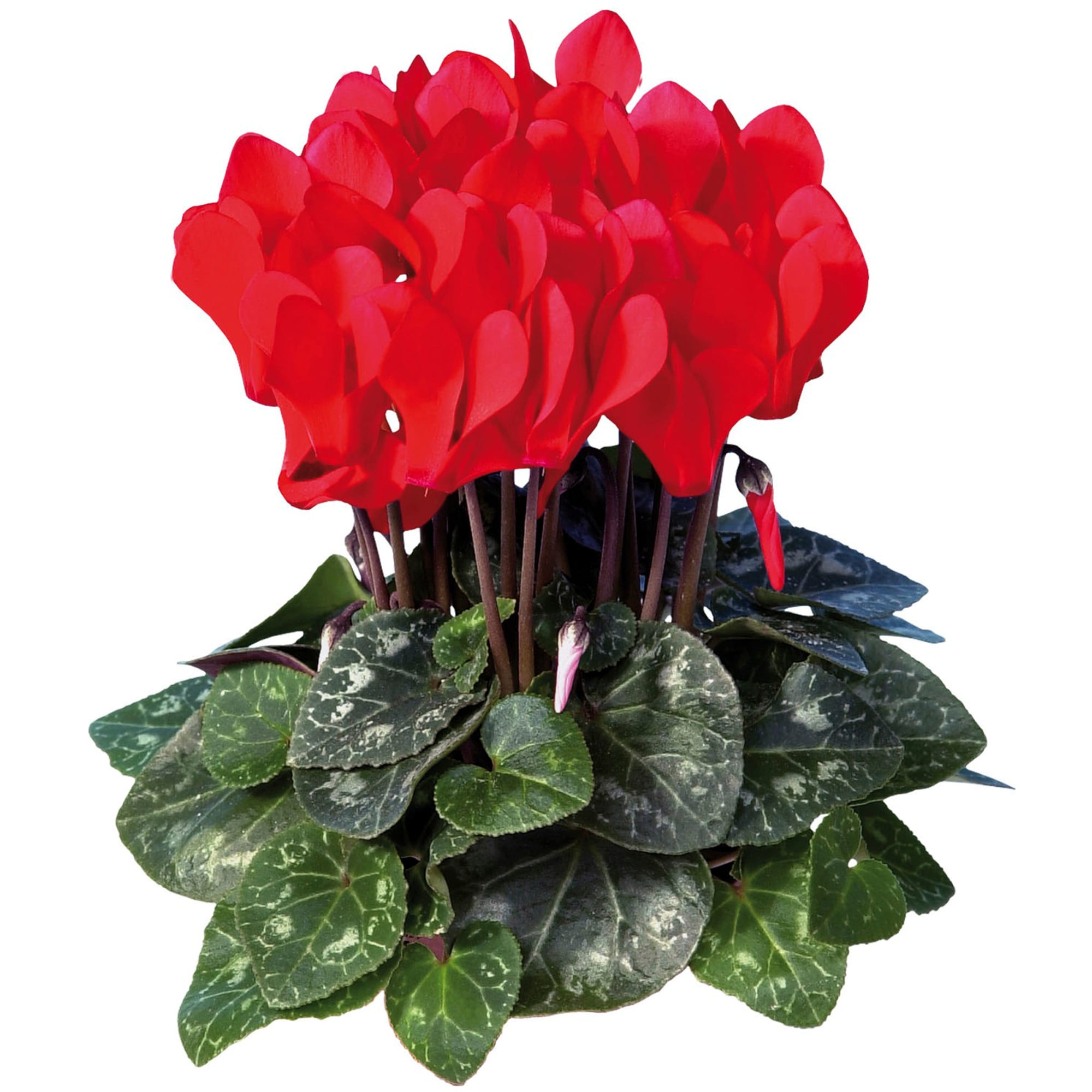 Super Serie® Mini Winter Red