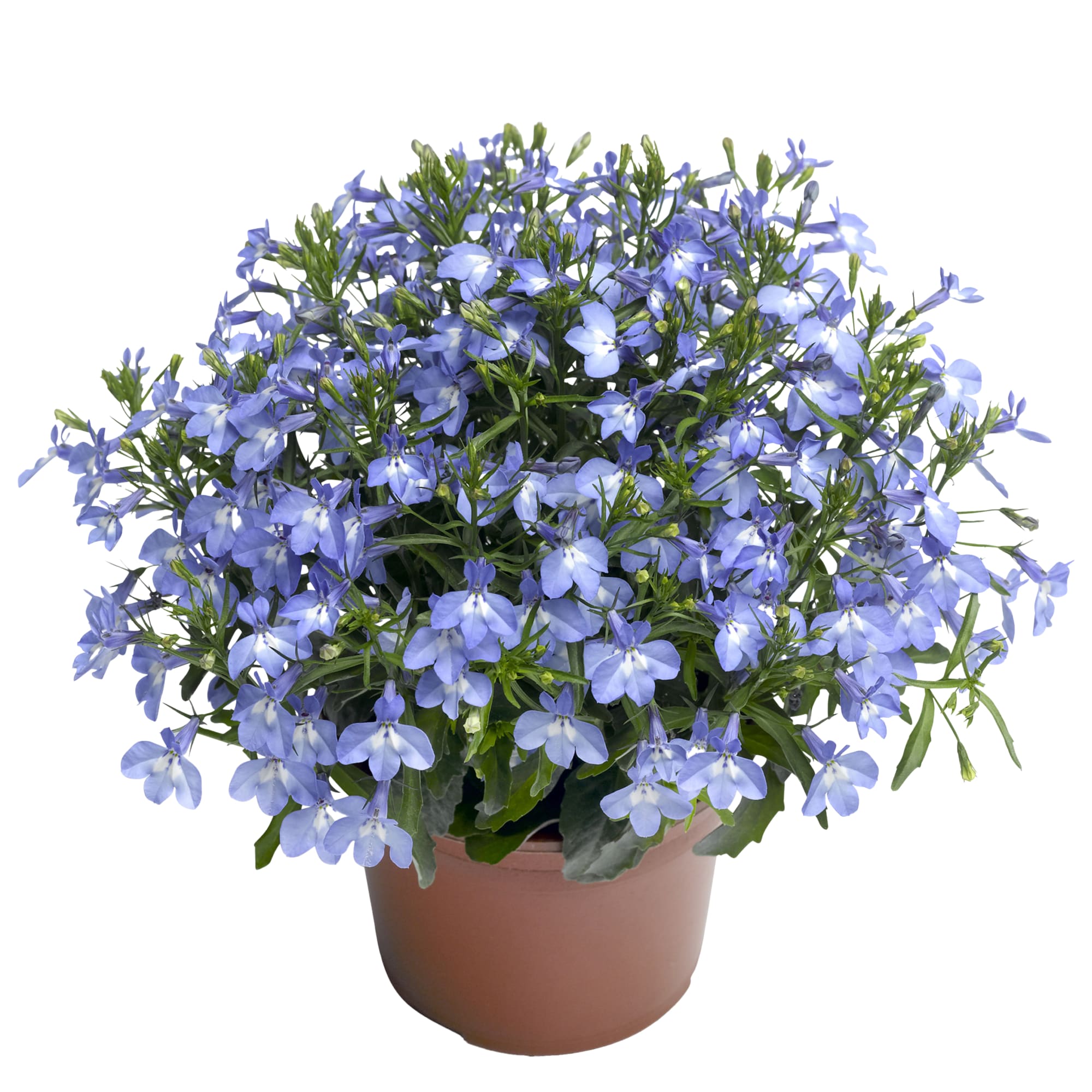 Techno® Up Sky Blue