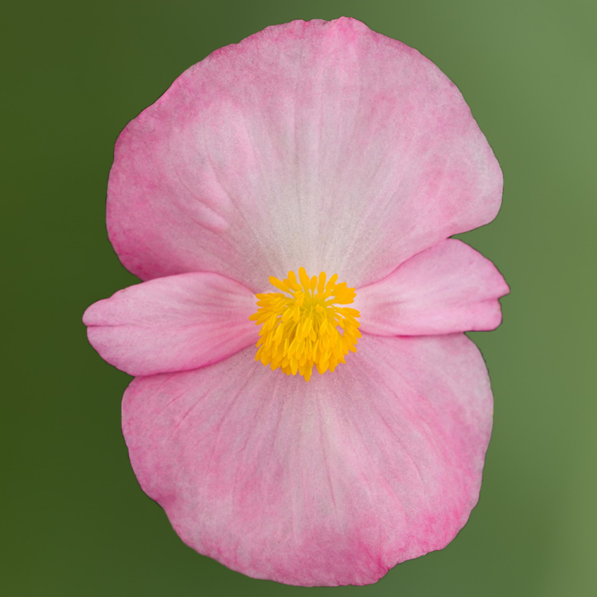 Tophat Pink