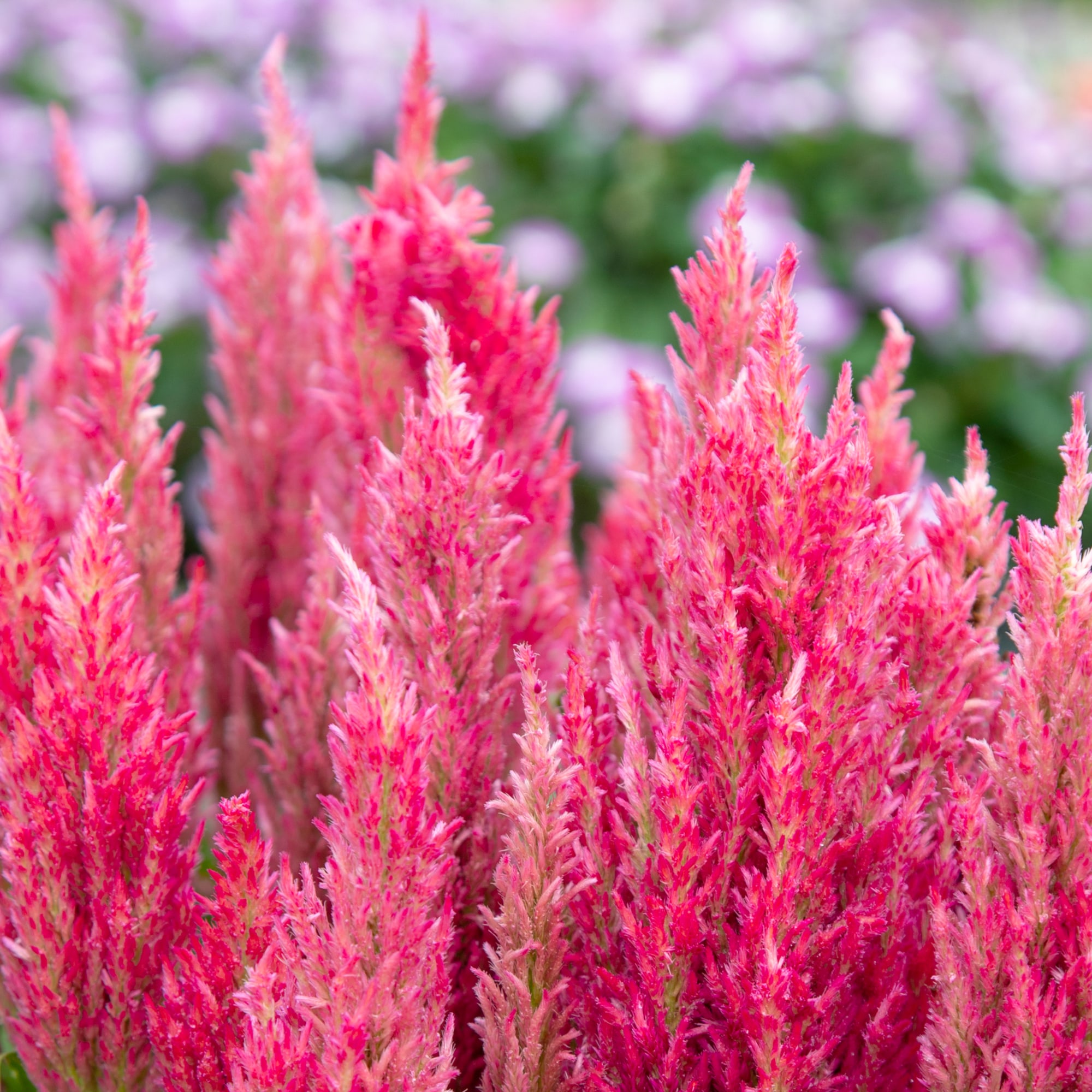 Bright Sparks Pink