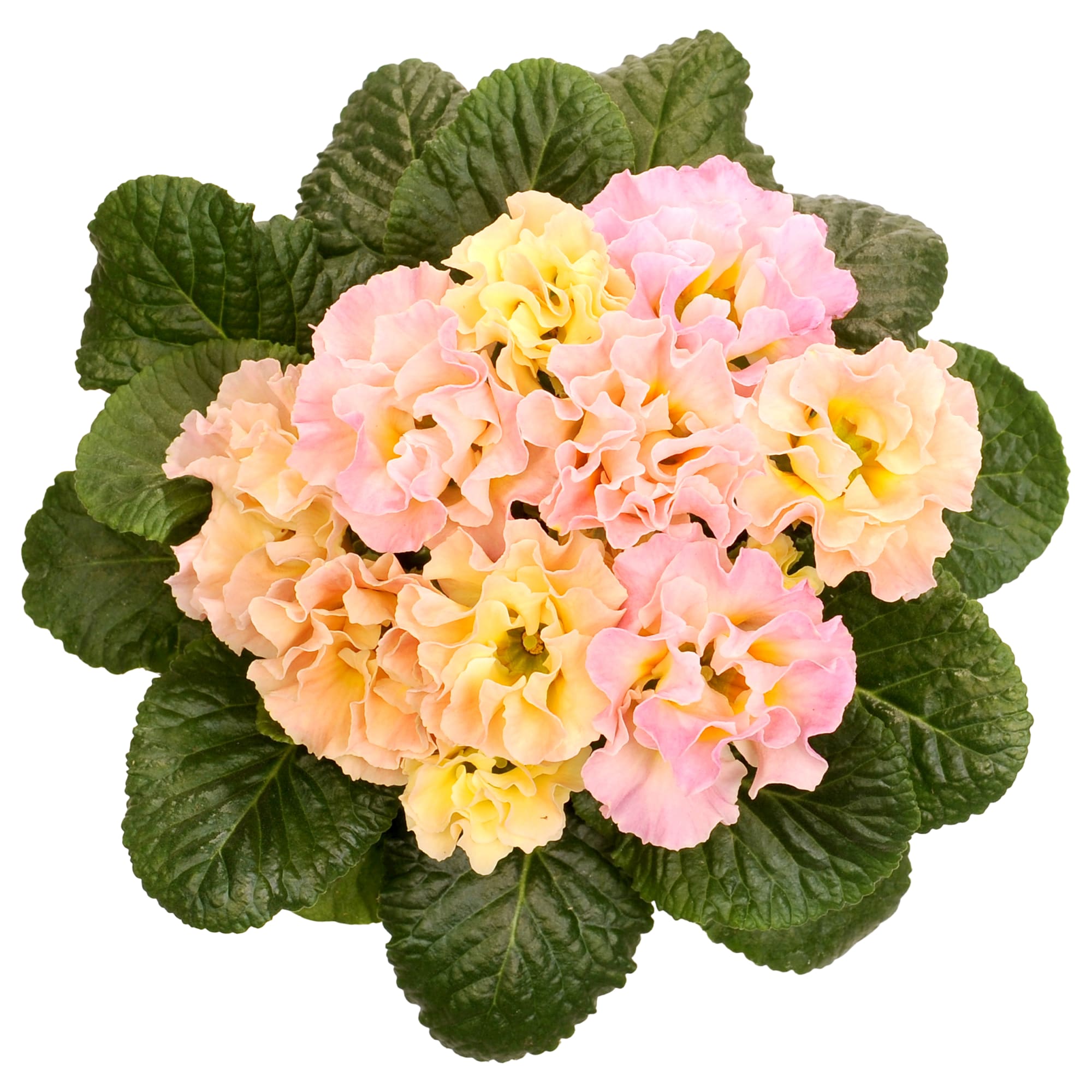 Candy Rose
