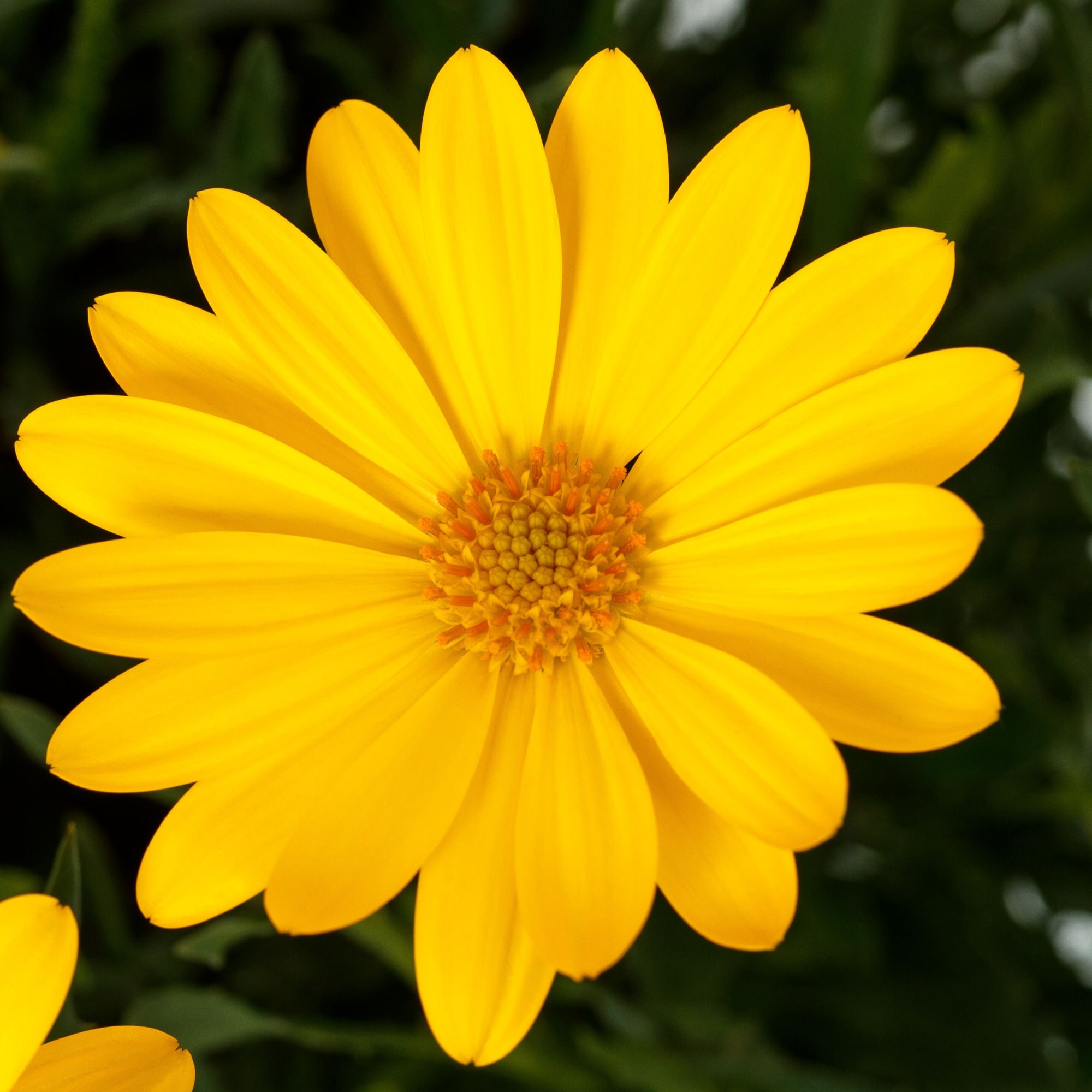 Tradewinds® Yellow Imp.