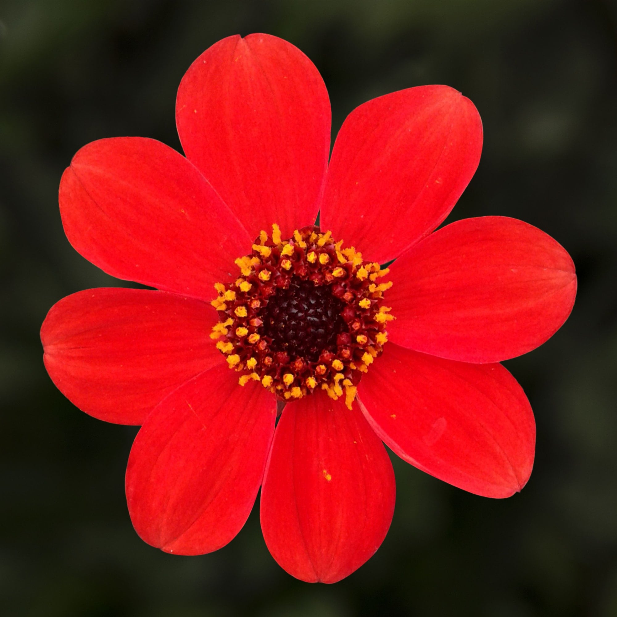 Dahlegria Orange
