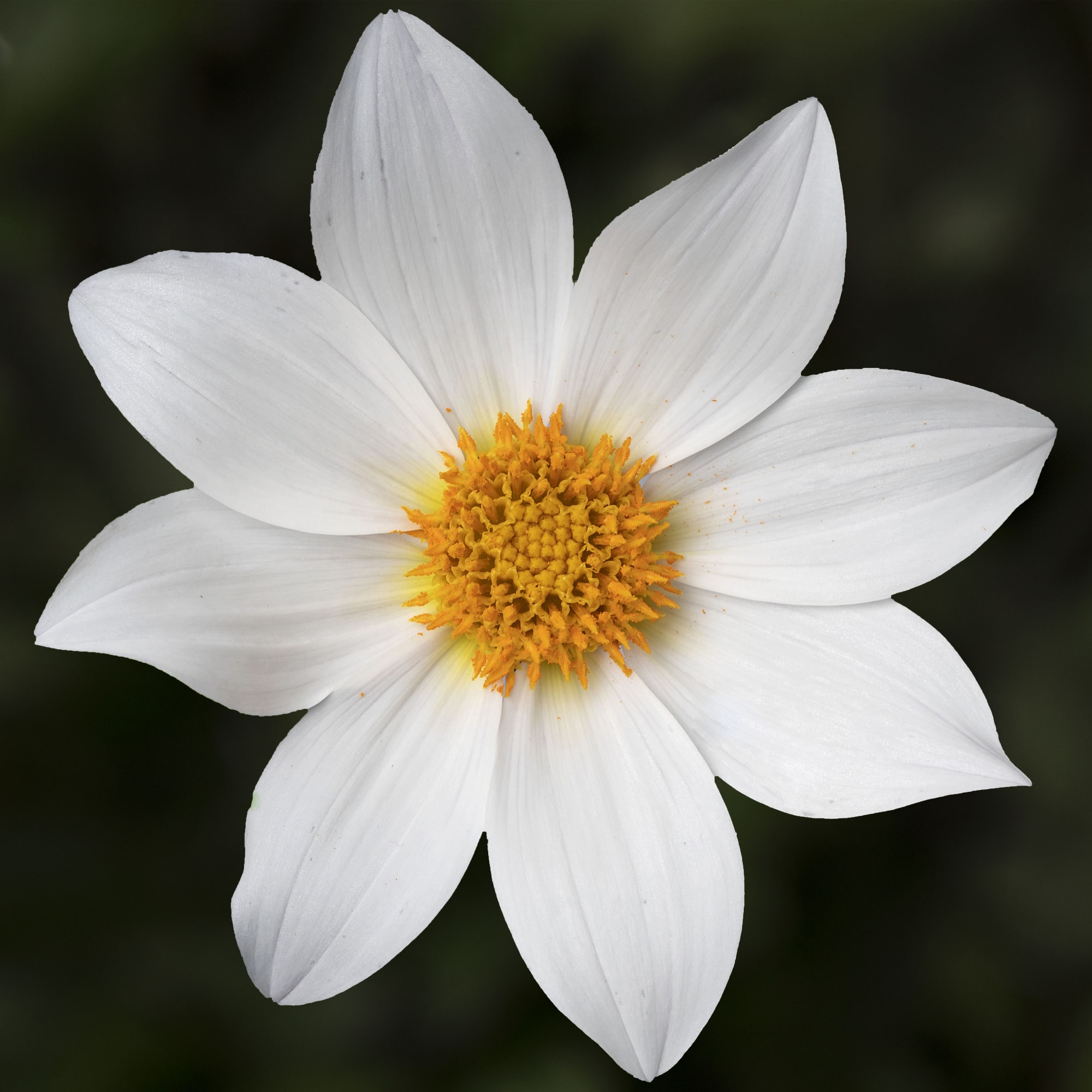 Dahlegria White
