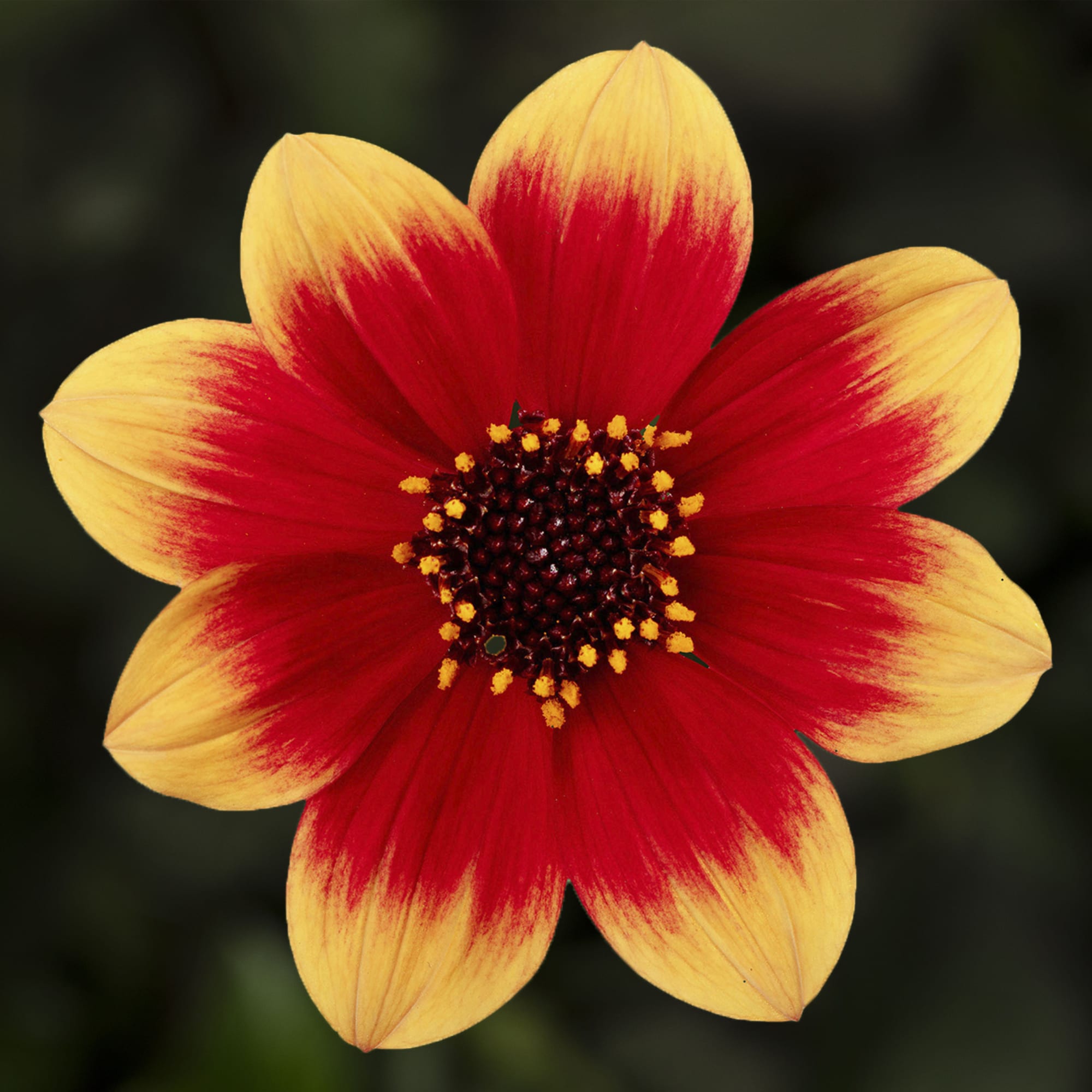 Happy Days Orange Red Bicolor