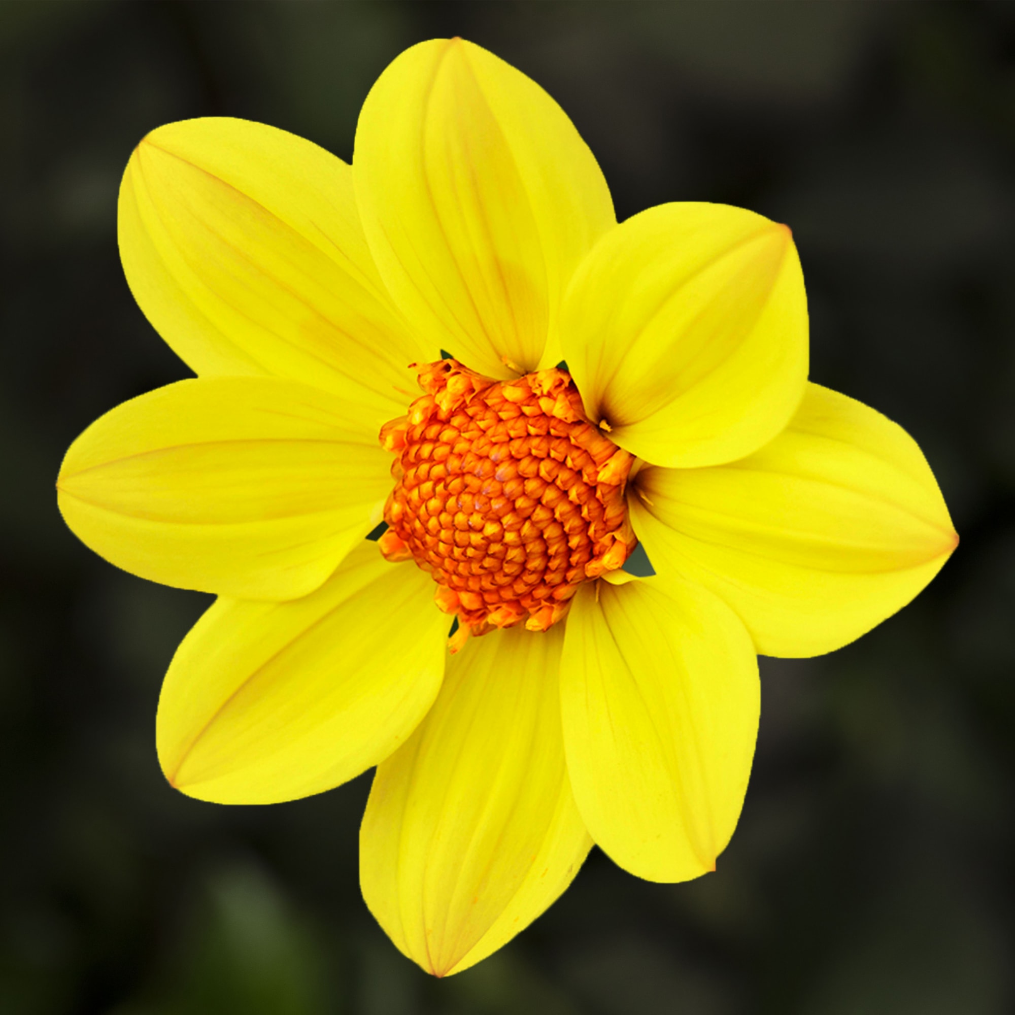 Happy Days Yellow