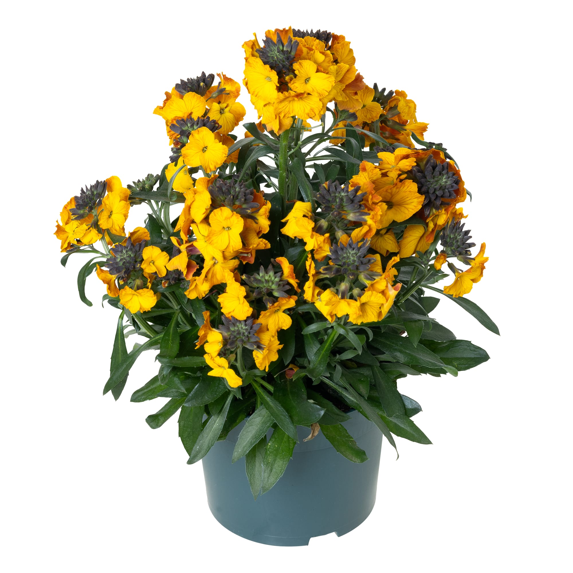 Erysistible Yellow