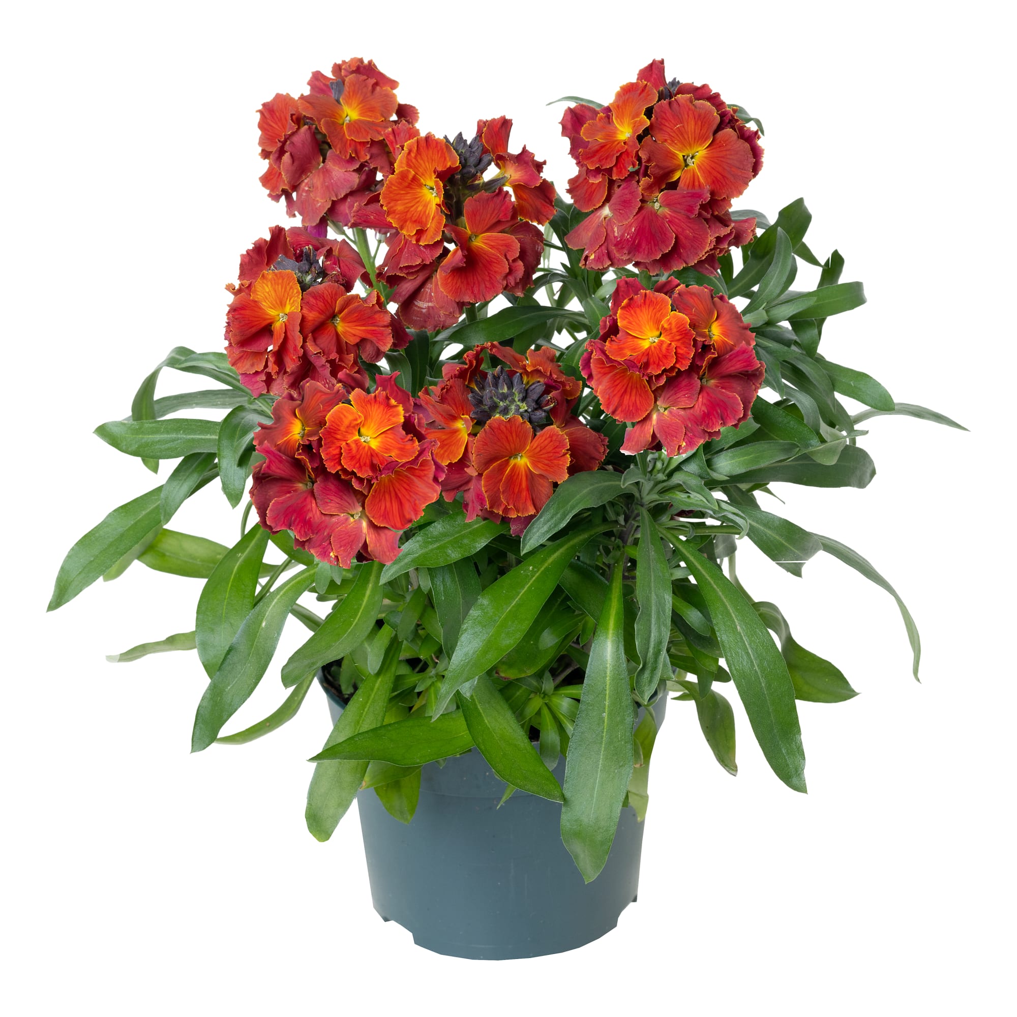 Erysistible Fire