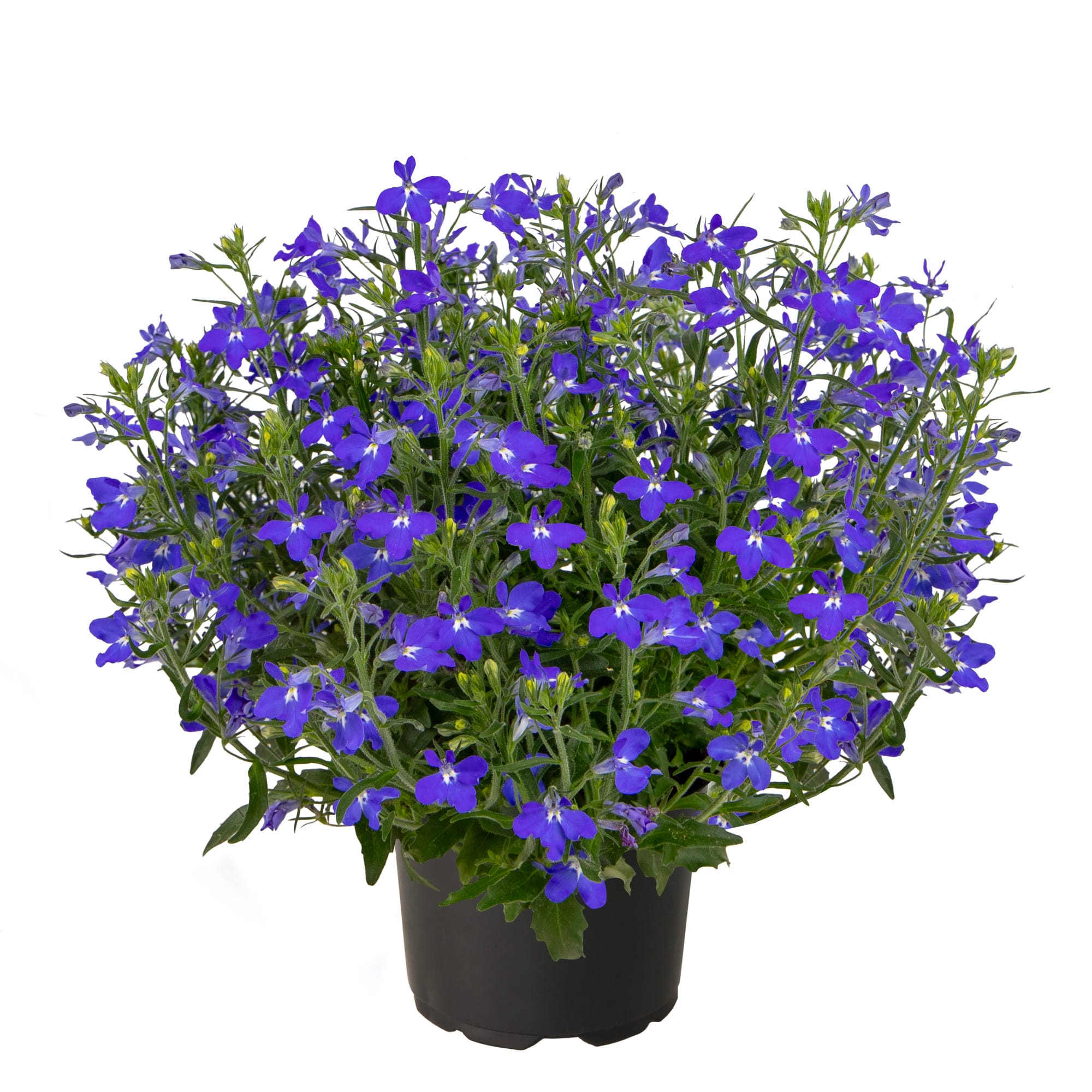 70131273-pot.jpg
