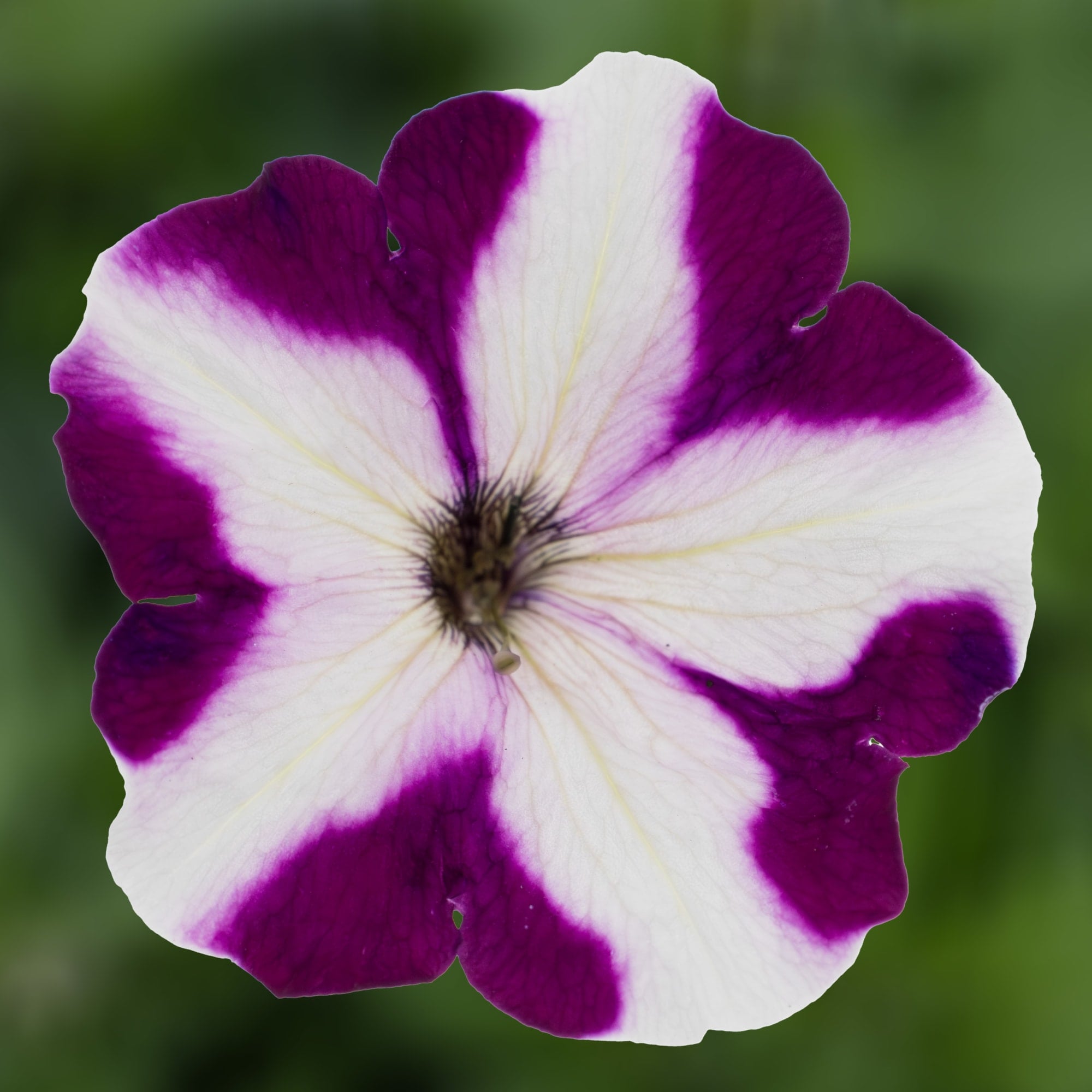Damask® Burgundy Star