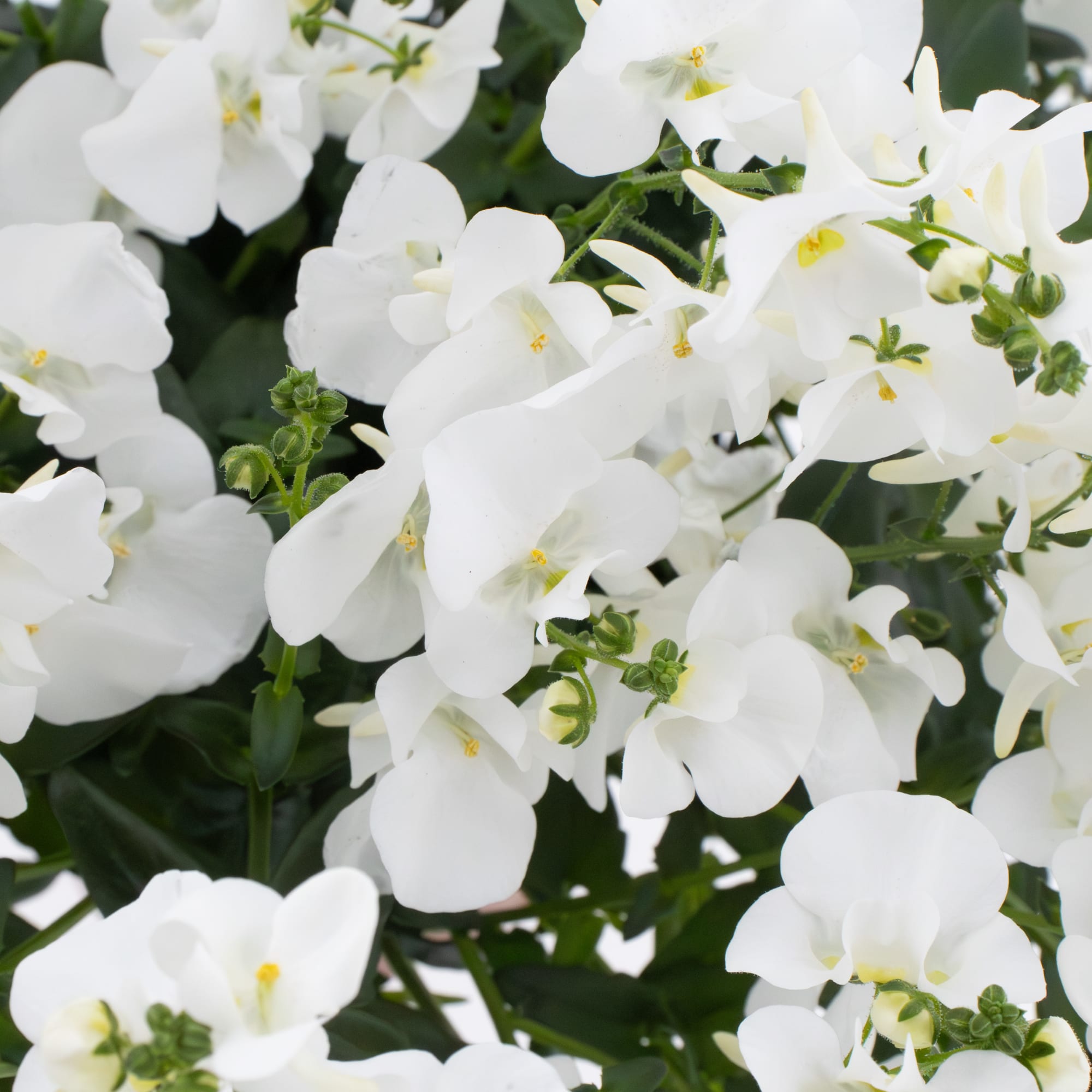 Flying Colors® White Imp.