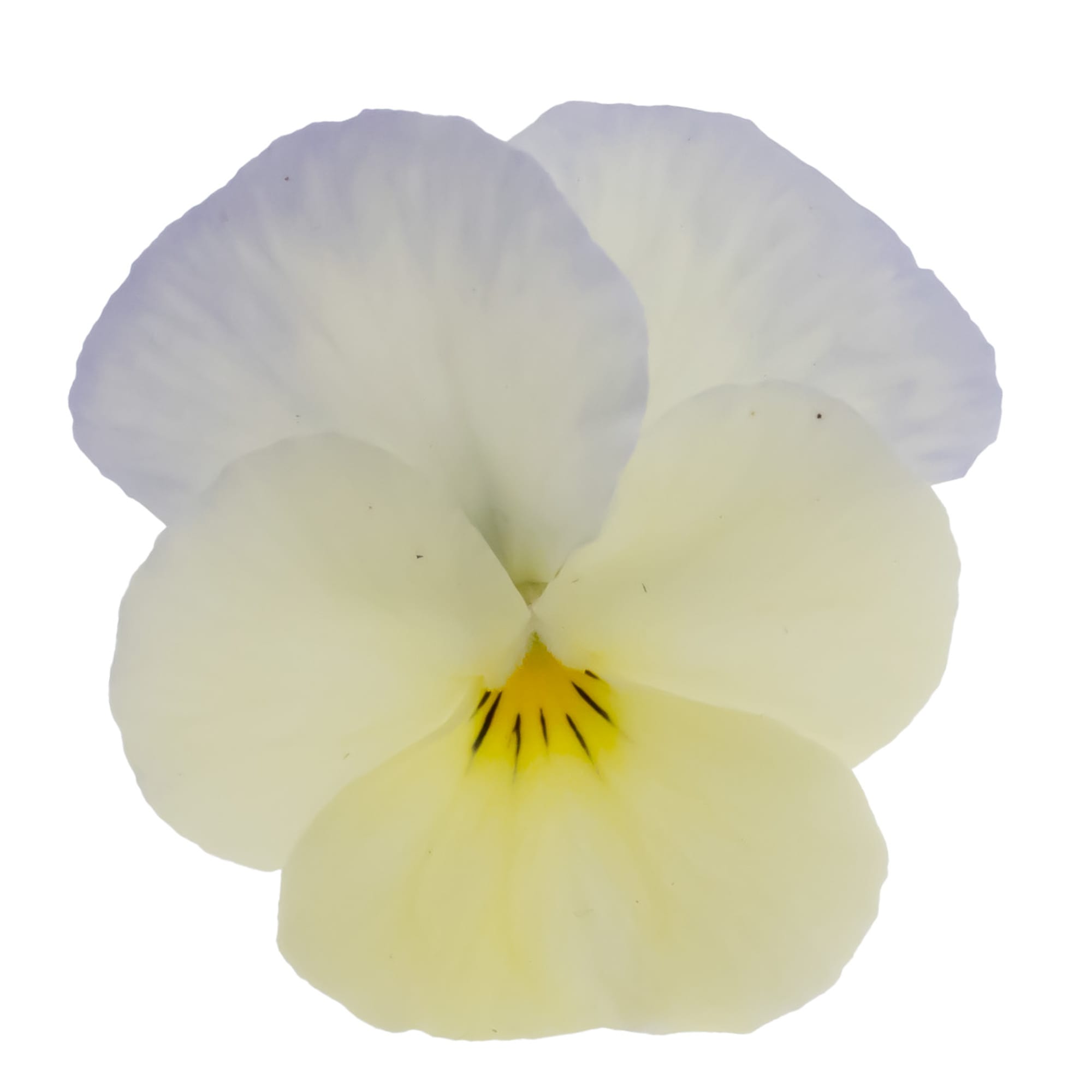 Wellspring Ivory