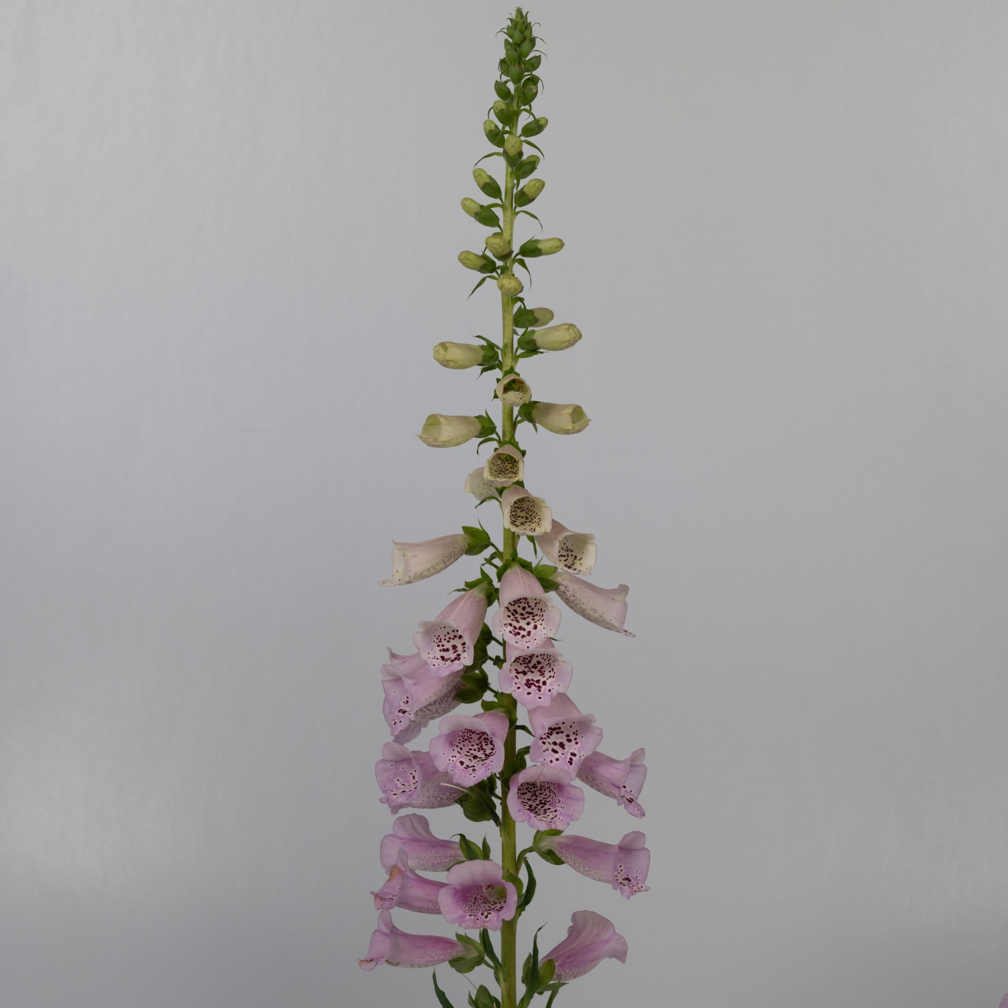 Camelot Lavender