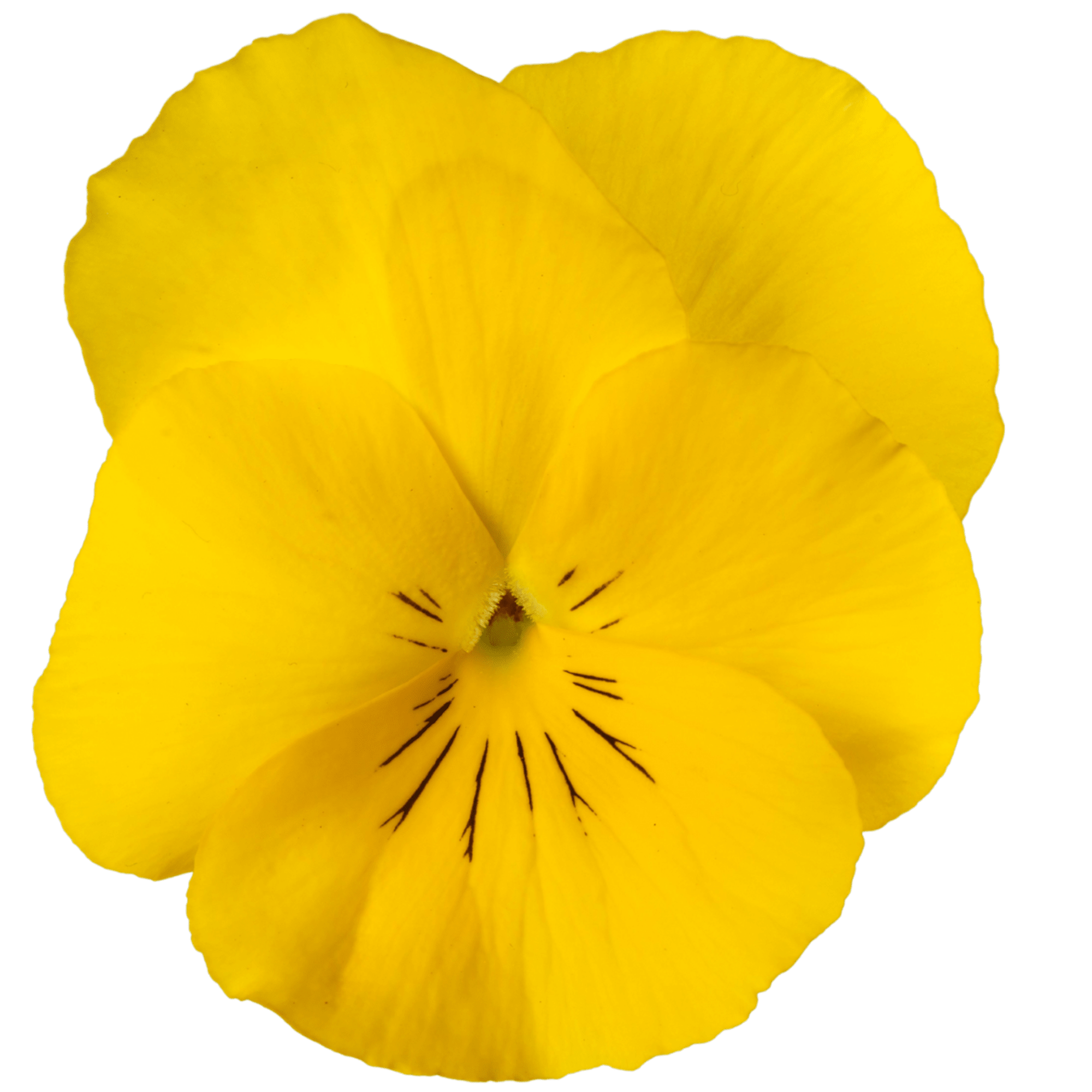 Wellspring Yellow