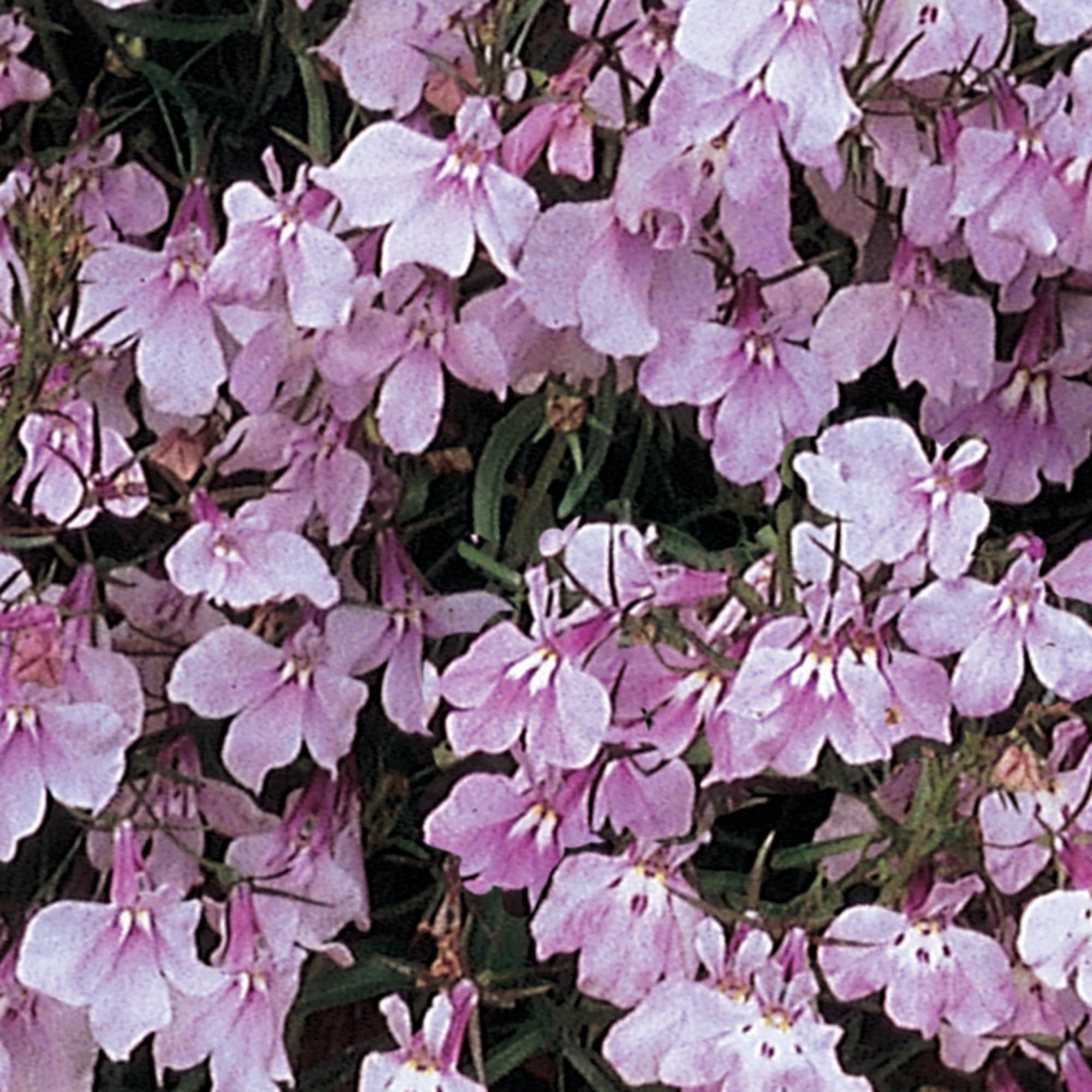 Fountain Lilac