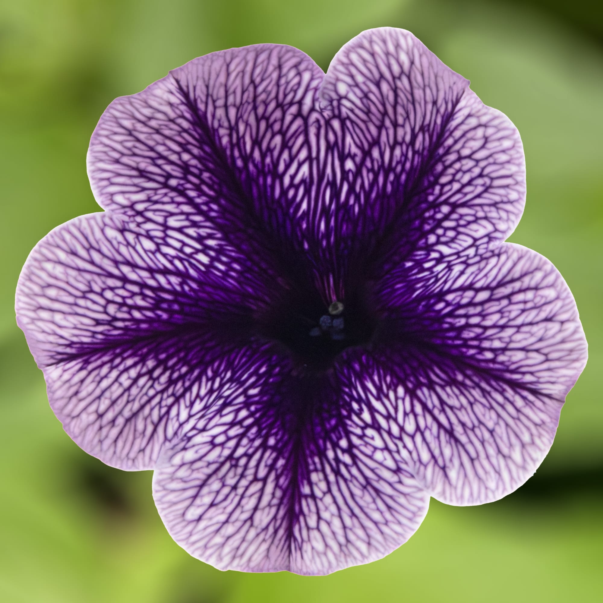 Sanguna® Blue Vein