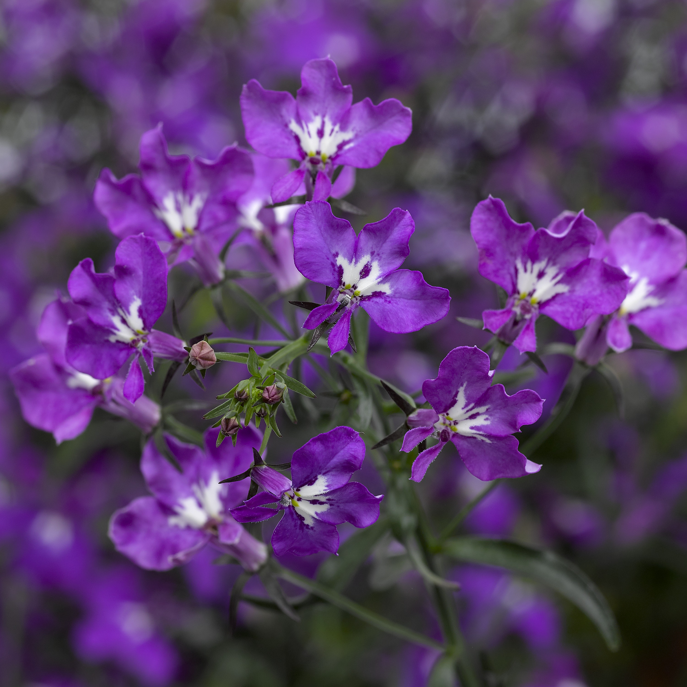 70052763-flower.png