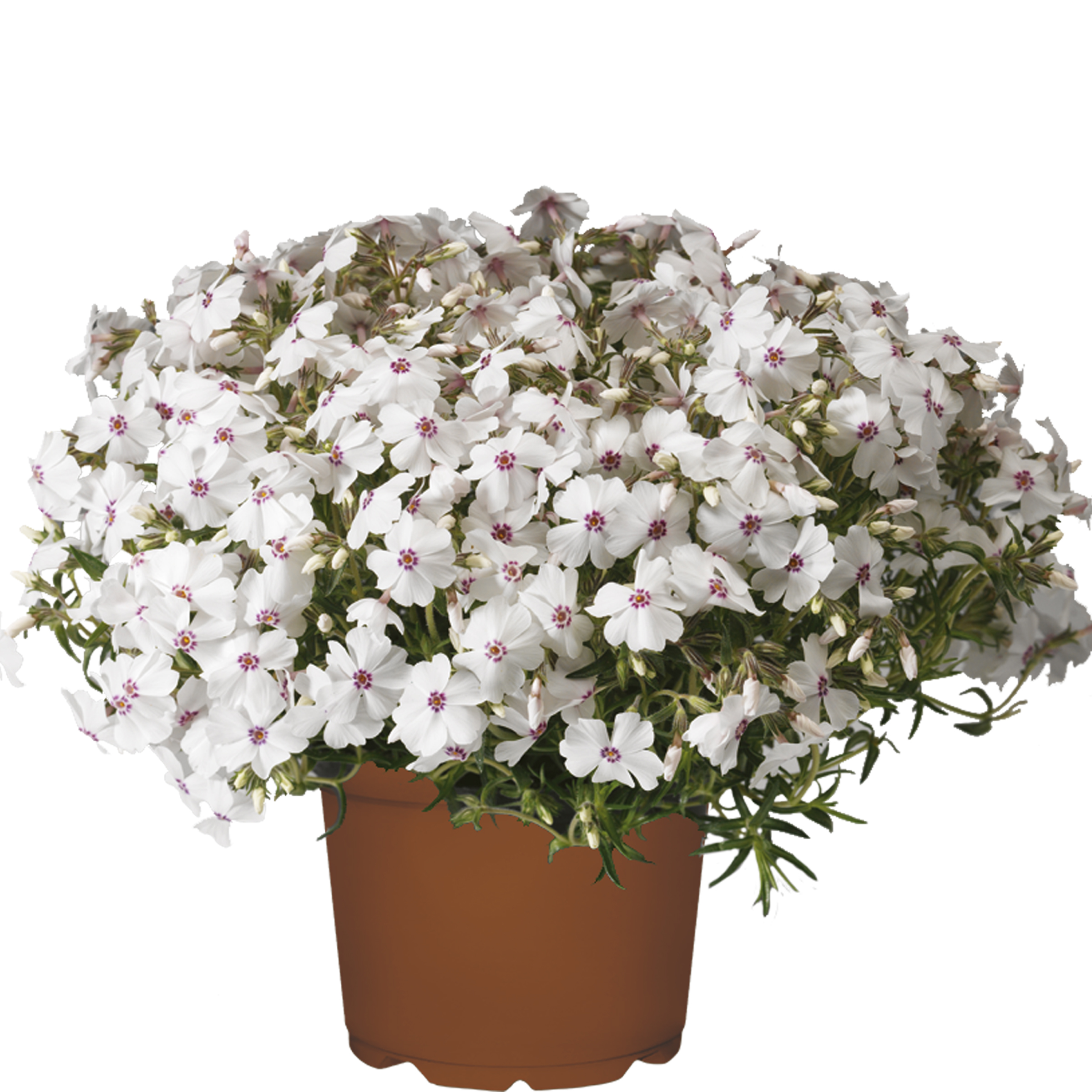 70004211-flower.jpg