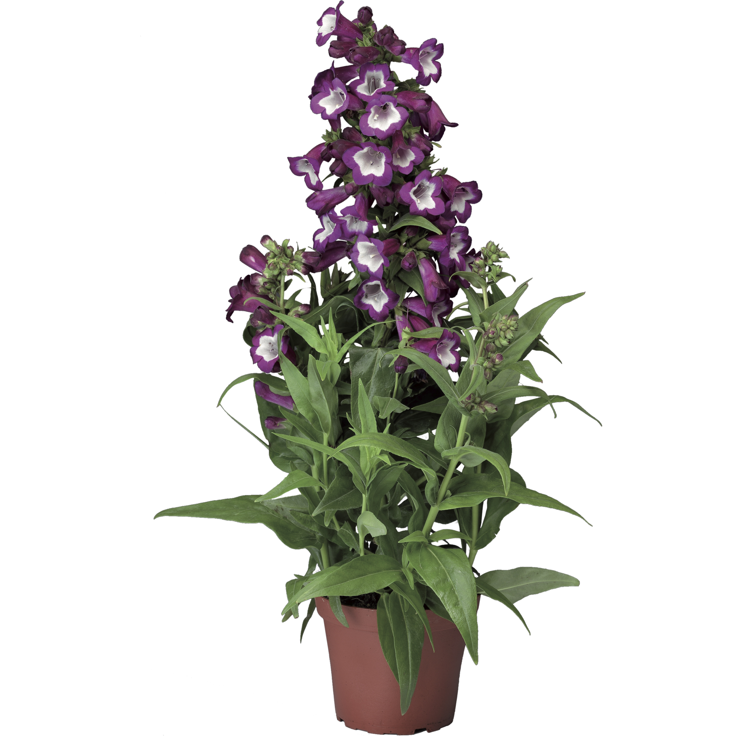 70004268-flower.jpg