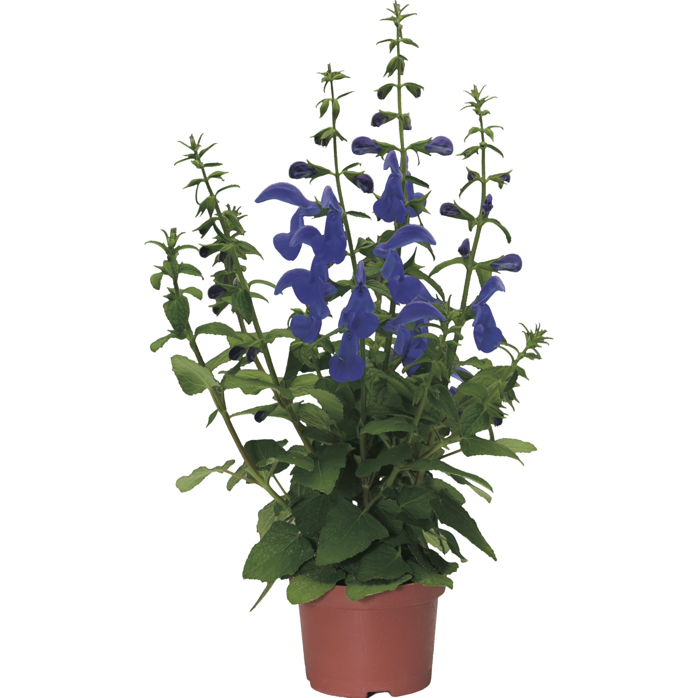 Oceana Blue | Syngenta Flowers