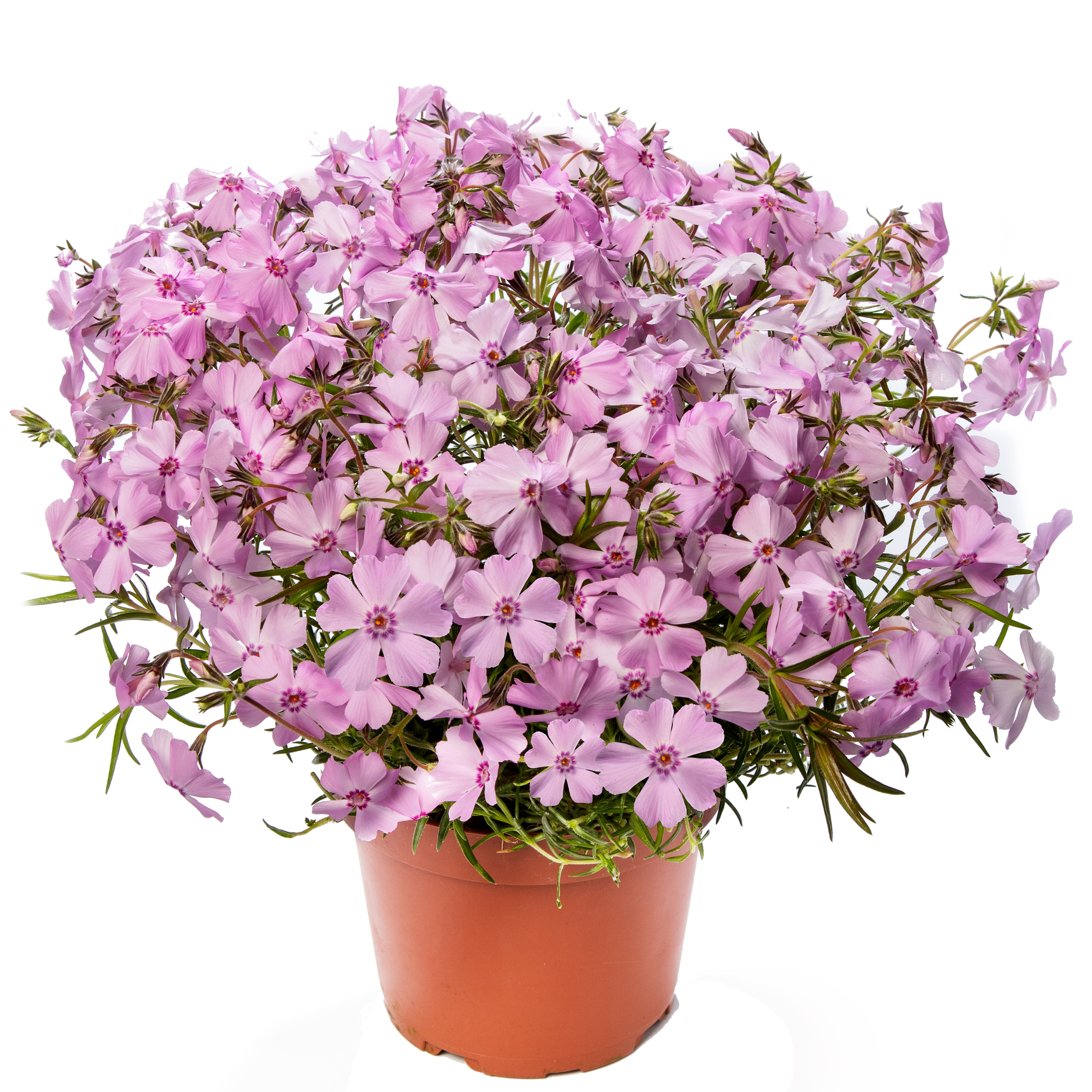 70086714-flower.jpg