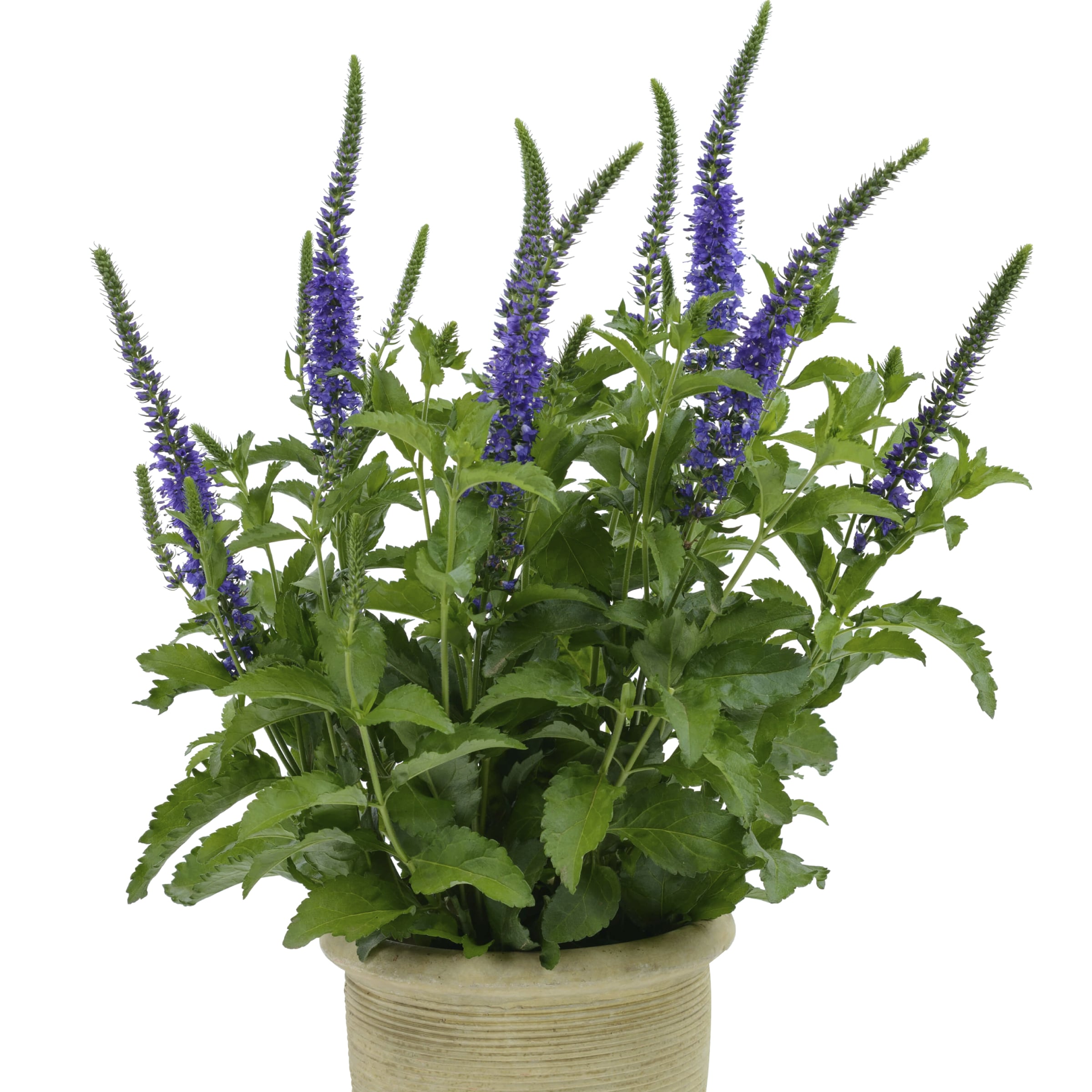70087032-flower.jpg