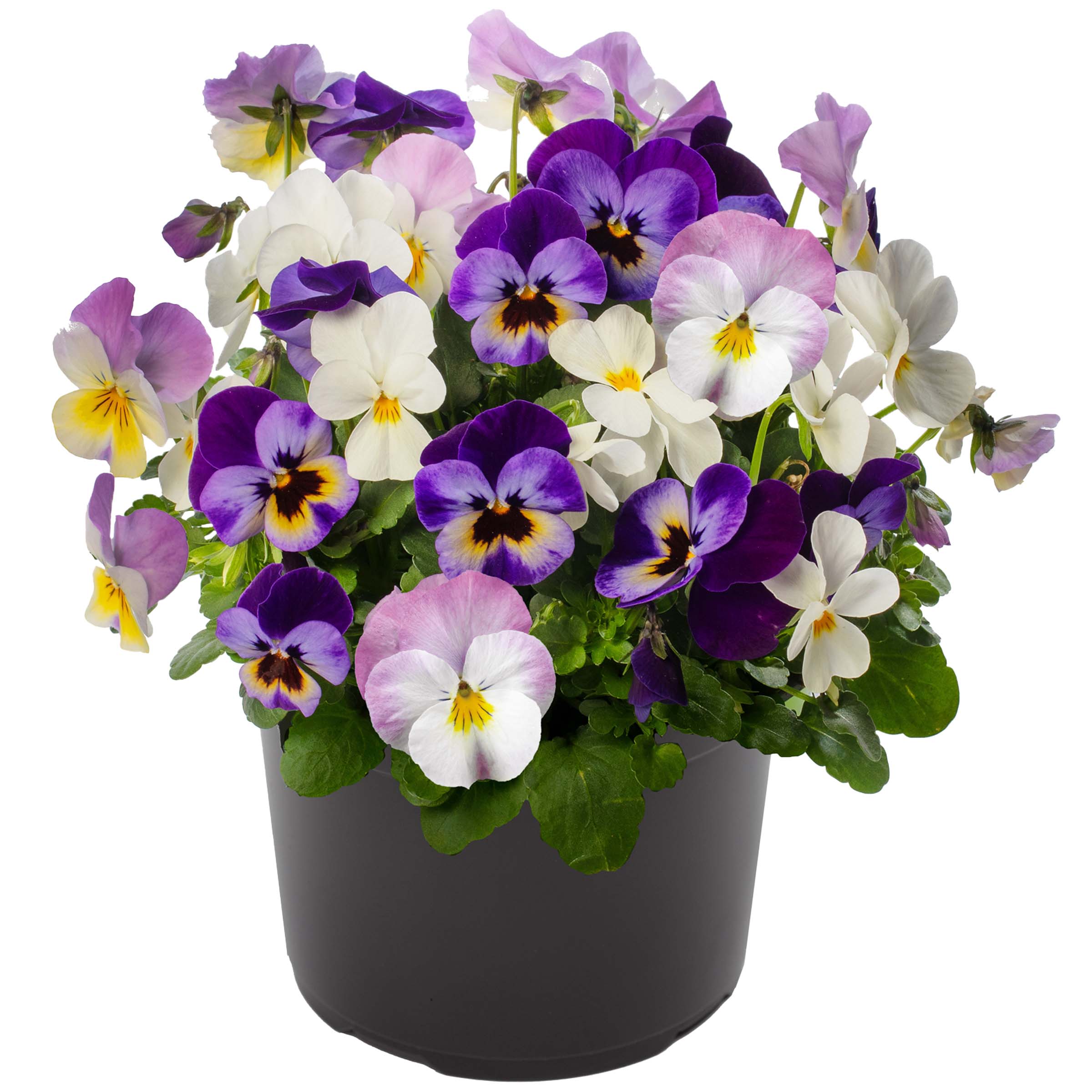 70112957-flower.jpg