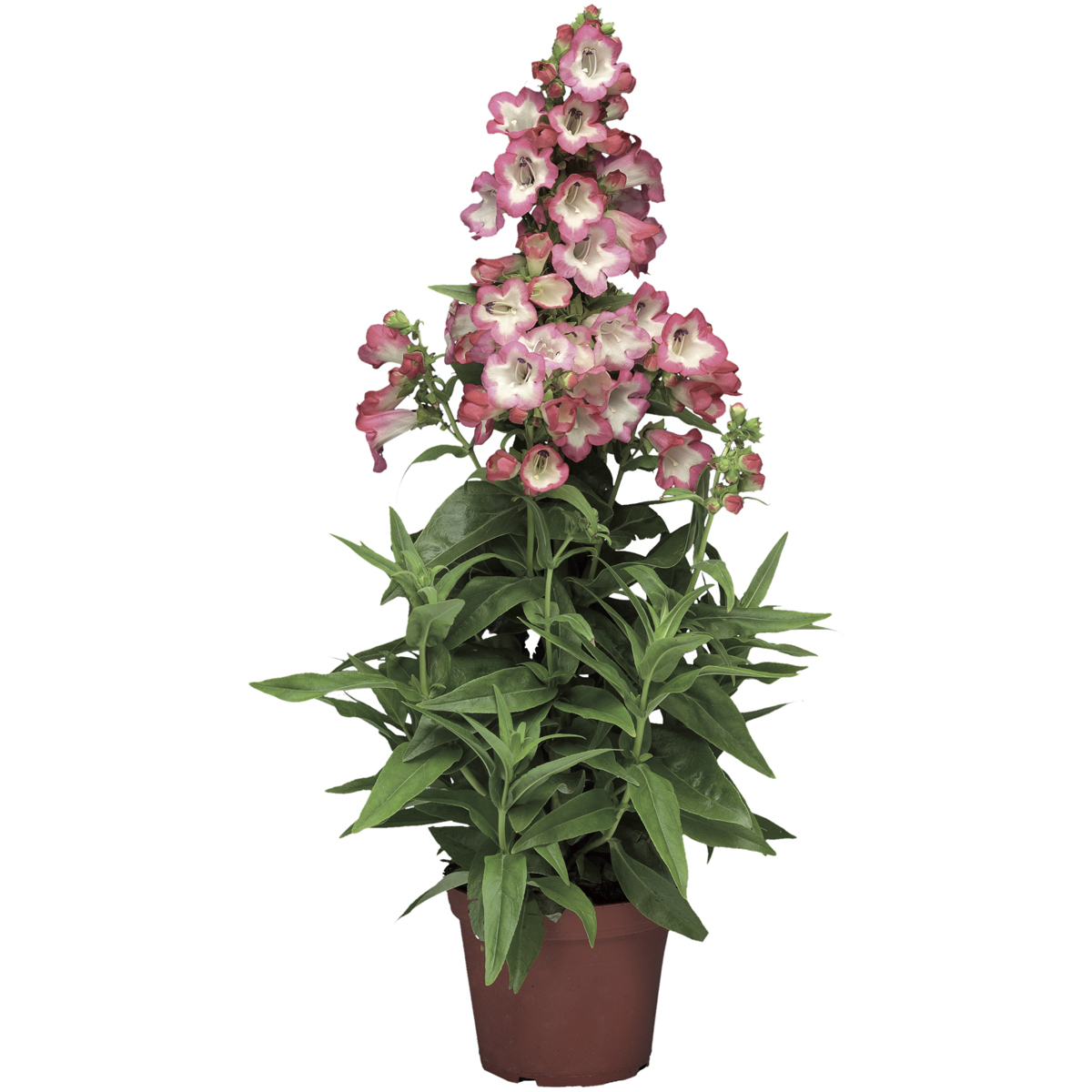 Phoenix Pink | Syngenta Flowers