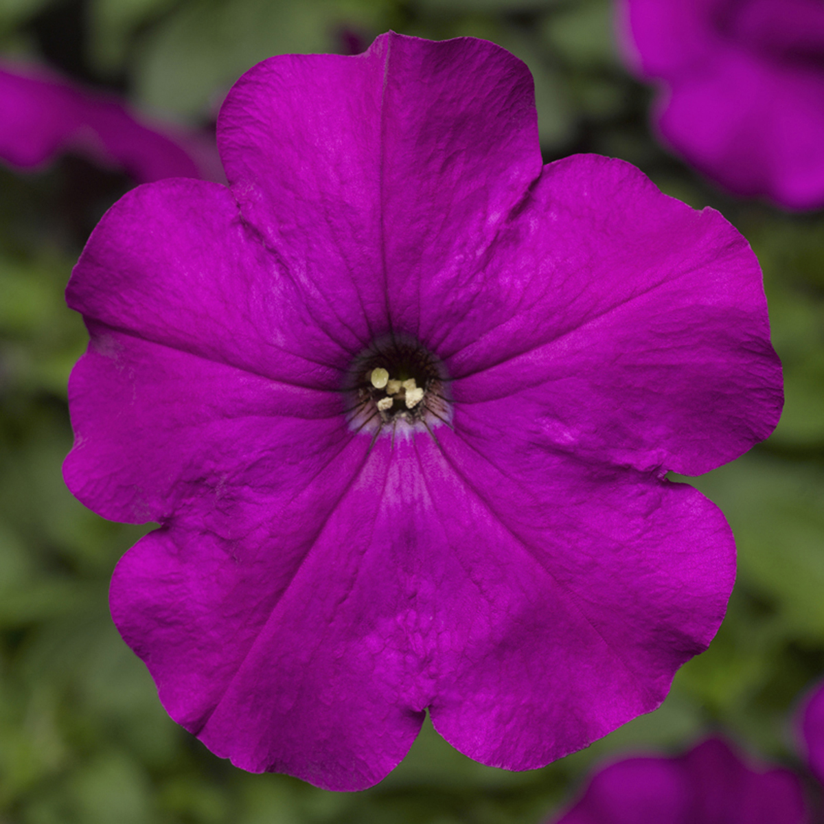 Damask® Violet | Syngenta Flowers